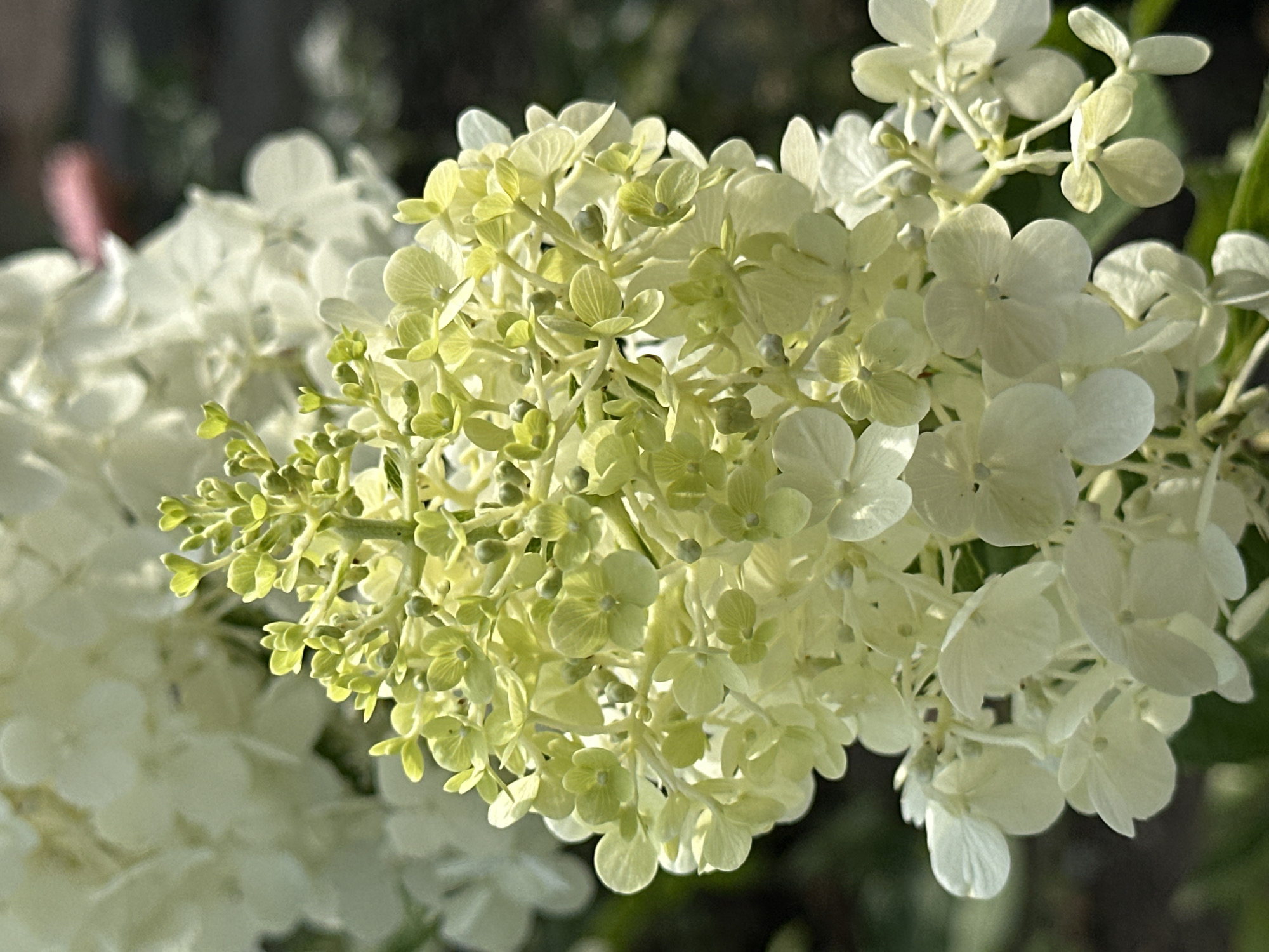 A close-up, eye-level, vertical, natural light photograph captures a cluster of white and pale green hydrangeas in bloom. The flowers are in sharp focus, with the background softly blurred. The foreground shows developing buds and newly opened flowers in shades of light green and creamy white. Further back, more mature white blooms are visible. The environment appears to be an outdoor setting, likely a garden. There are no people or animals present in the image. The scene is located in Yessentuki, Russia, a city known for its spa resorts and natural springs, which often feature abundant floral gardens.