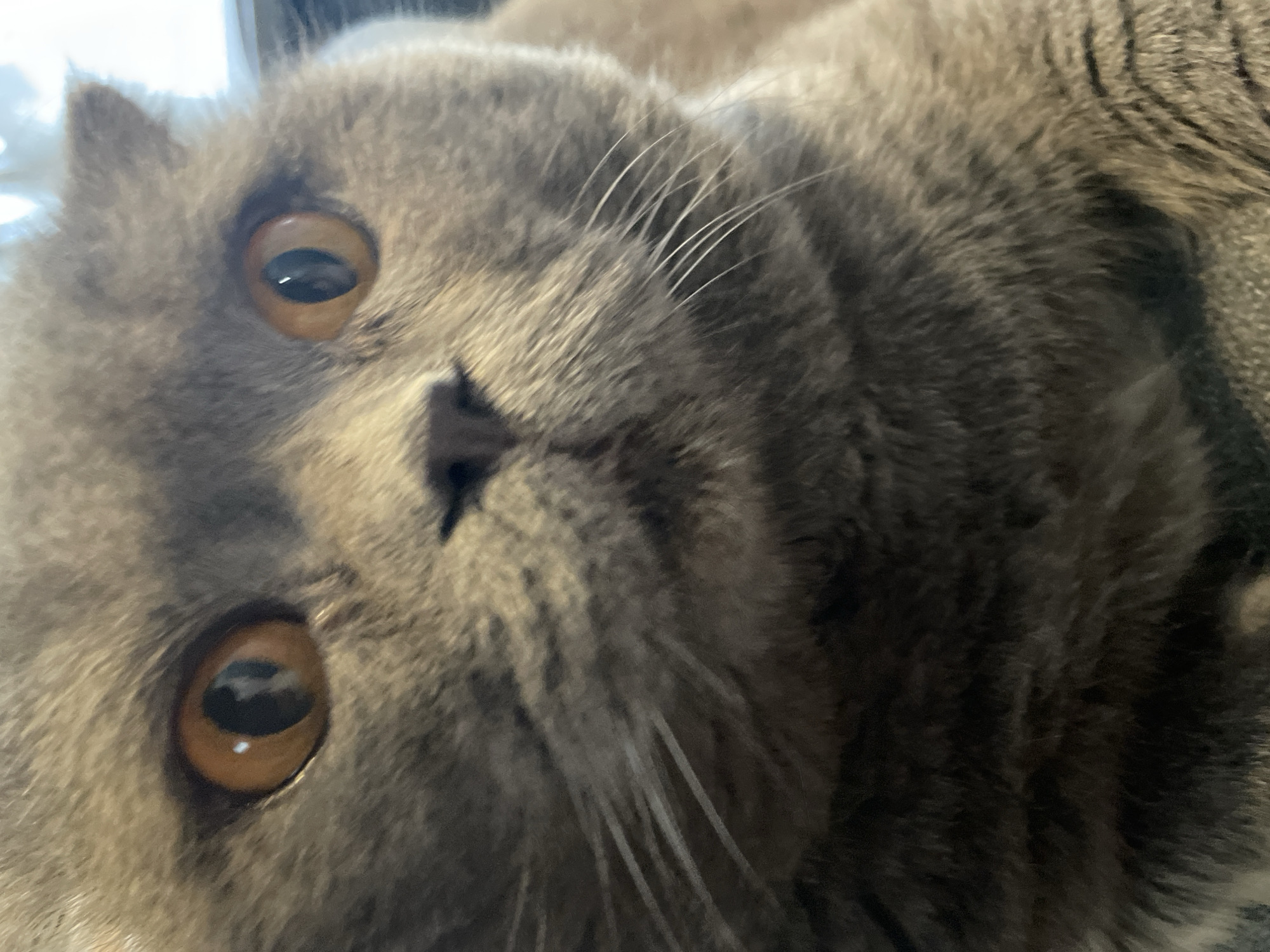 This is a close-up, head-on, indoor photograph of a British Shorthair cat's face. The cat has a flat, round face with large, round, copper-colored eyes that are looking directly at the camera. Its fur is dense and short, with a grayish-blue color. The cat's nose is small and pinkish-brown, and its mouth is not clearly visible. Long, white whiskers extend from its muzzle. The background is blurred and appears to be an indoor setting, with some light suggesting a window or artificial light source. The image is focused on the cat's face, capturing intricate details of its fur and facial features.