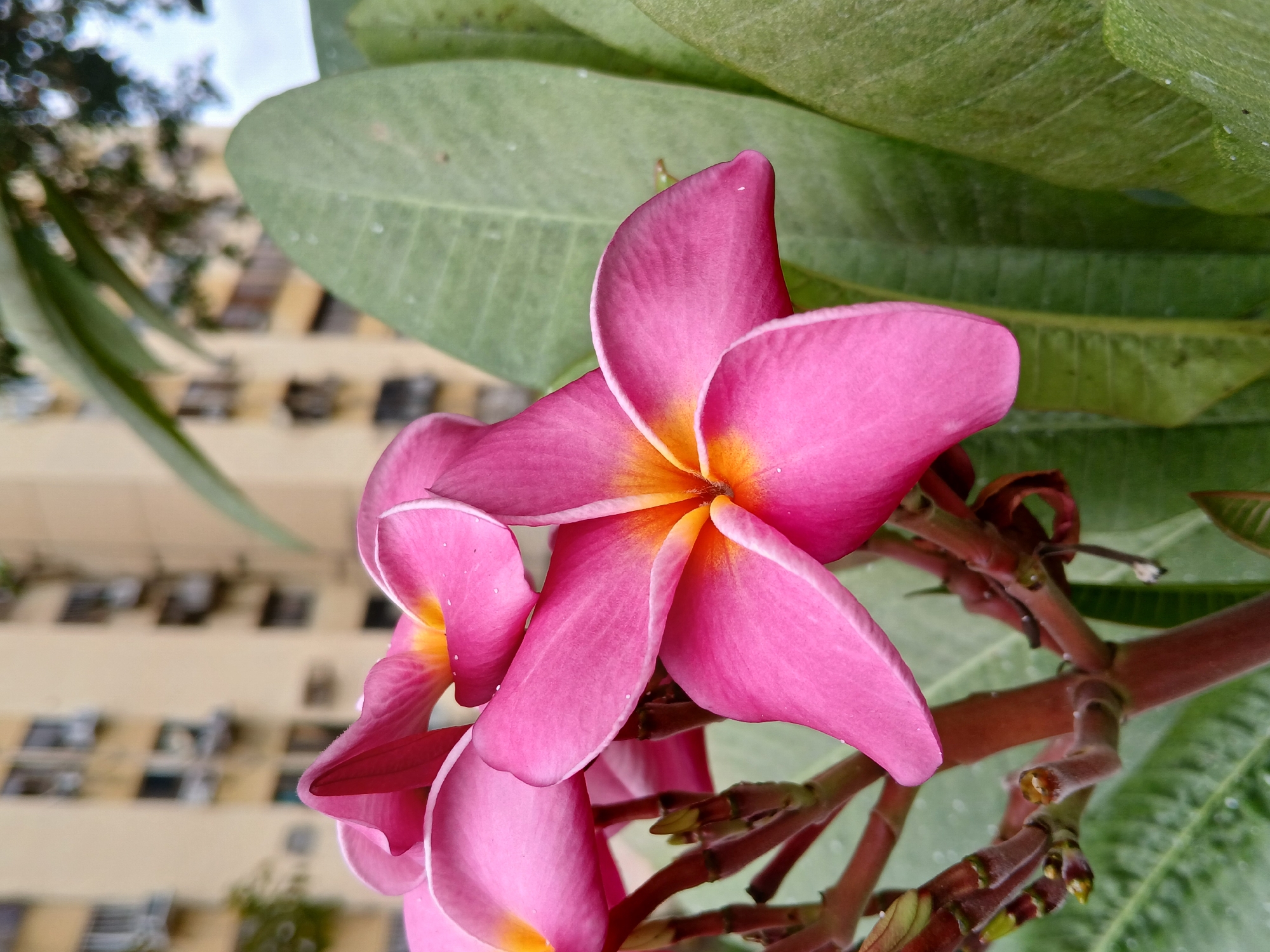 The image shows a close-up of pink and yellow plumeria flowers, possibly in Ciudad Guayana, Venezuela. The flowers are in focus, with large green leaves and a building with multiple windows visible in the background. The plumeria flowers have a vibrant pink color with a yellow center. The flower branches are visible with other flower buds. The leaves are large and green. In the background, a multi-story building with numerous windows is visible, indicating an urban environment. The building's facade appears to be light-colored. The image has a shallow depth of field.