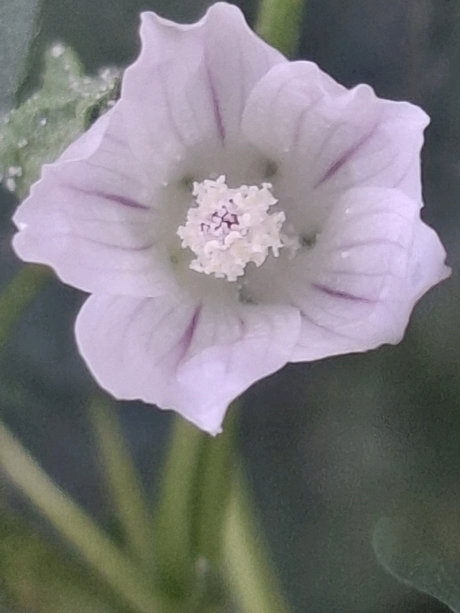 A close-up, top-down view of a pale pink, trumpet-shaped flower with darker pink veins is captured against a blurred green background. The flower's petals are delicate and slightly ruffled, with some appearing translucent. In the center of the flower, a cluster of white stamens is visible, surrounded by a hint of a darker, purplish hue. The flower's stem and some green leaves are out of focus in the lower part of the image. The overall lighting suggests an outdoor setting, possibly in a garden or park. The image does not contain any information about the city of Almaty, Kazakhstan.