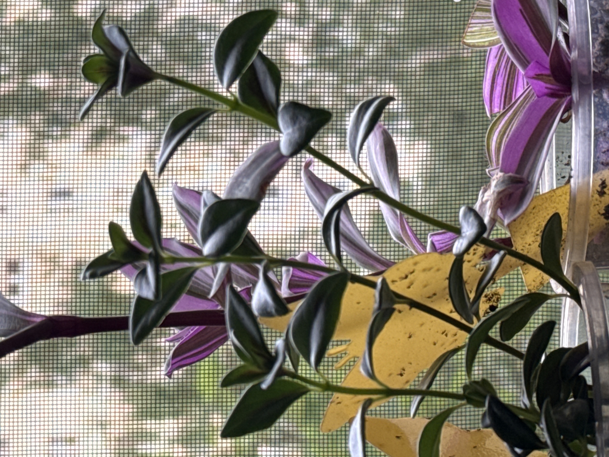 A close-up, eye-level shot shows several potted houseplants in front of a window with a screen. The plants have varying leaf colors, including deep green, purple, and white stripes. Some of the plants have vines with heart-shaped leaves that droop downwards. Behind the plants, the window screen obscures an outdoor view of trees and foliage, creating a diffused, dappled light effect. The foreground shows the clear plastic pots containing the plants, with soil visible at the base of the stems. There are no people or animals present in the image, and the scene is static. The lighting is soft and natural, coming from the window. The overall impression is one of indoor greenery.