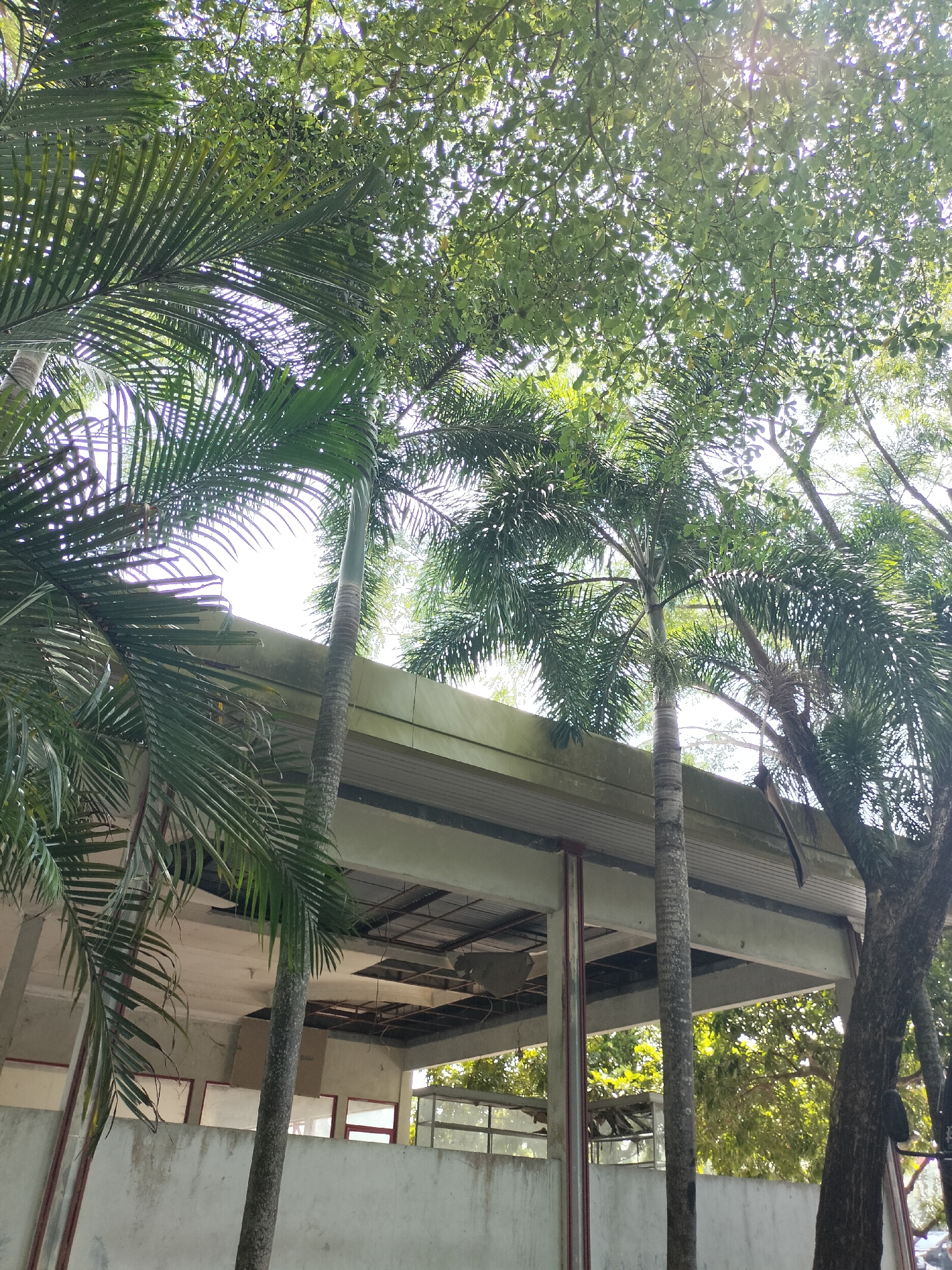 The image depicts a low-angle view of several tall palm trees with lush green fronds, interspersed with the branches of a deciduous tree, against a bright, overcast sky. Sunlight filters through the leaves, creating a dappled effect. In the middle ground, a concrete building structure with an open roof and visible support beams is partially obscured by the foliage. The building appears to be under construction or renovation, with exposed interior elements and what look like construction materials. A light-colored, textured concrete wall runs along the lower part of the building, with framed openings that might be windows or doorways. The overall scene suggests an outdoor environment, possibly within an urban or suburban setting in Seuneubokpeunteut, Indonesia, where nature and man-made structures coexist. No people are visible in the frame.