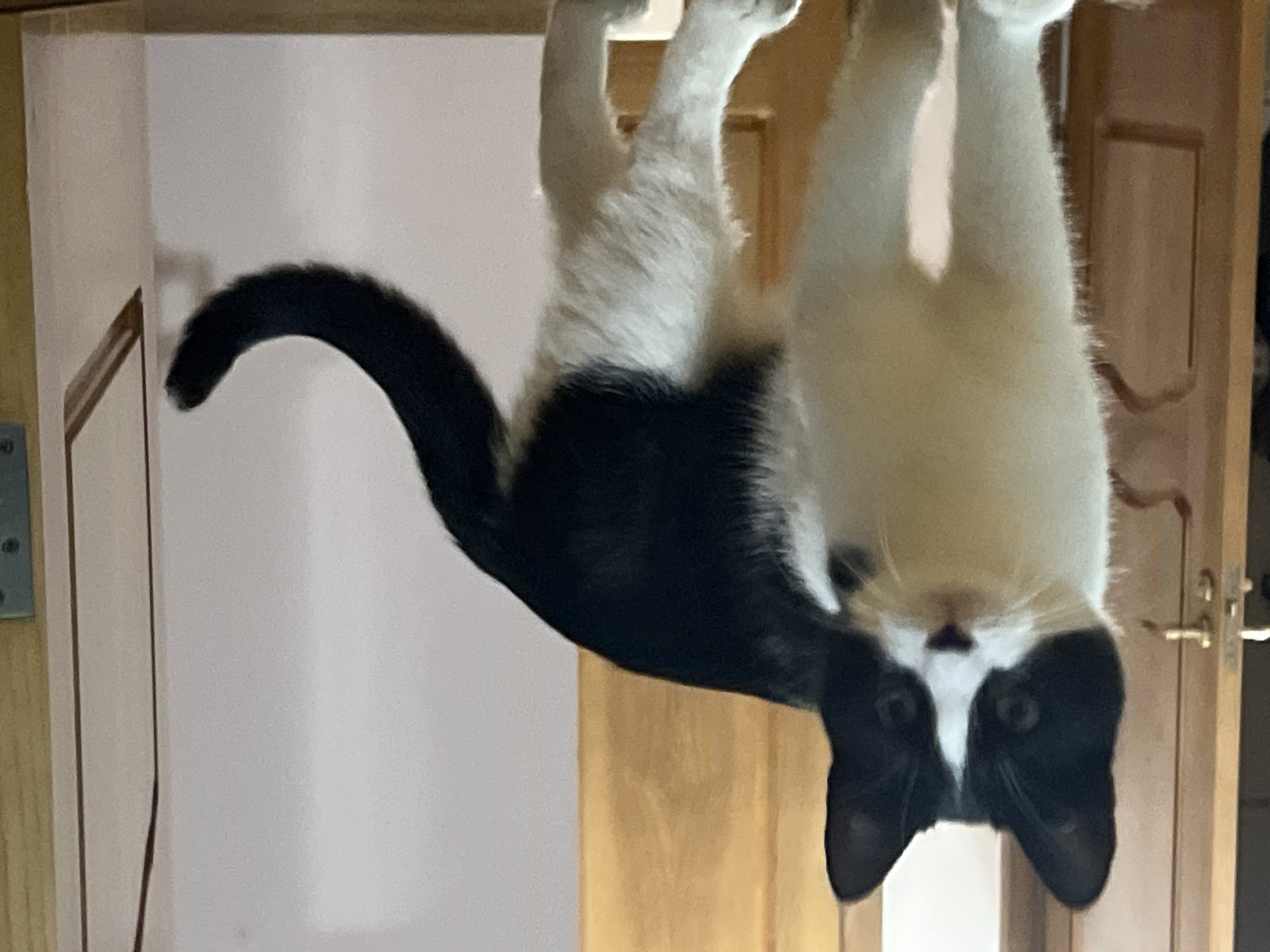 A black and white cat stands indoors, facing the camera. Its fur is predominantly white on its chest, belly, and legs, with black markings on its head, back, and tail. The cat has pointy ears and its tail is curled upwards. The background consists of a wooden door and a light-colored wall, with a hint of a wooden floor or surface in the foreground. There are no people visible in the image. The scene appears to be within a domestic setting in Smolenskaya, Russia, based on the architectural elements such as the door handle which is consistent with Russian doors.