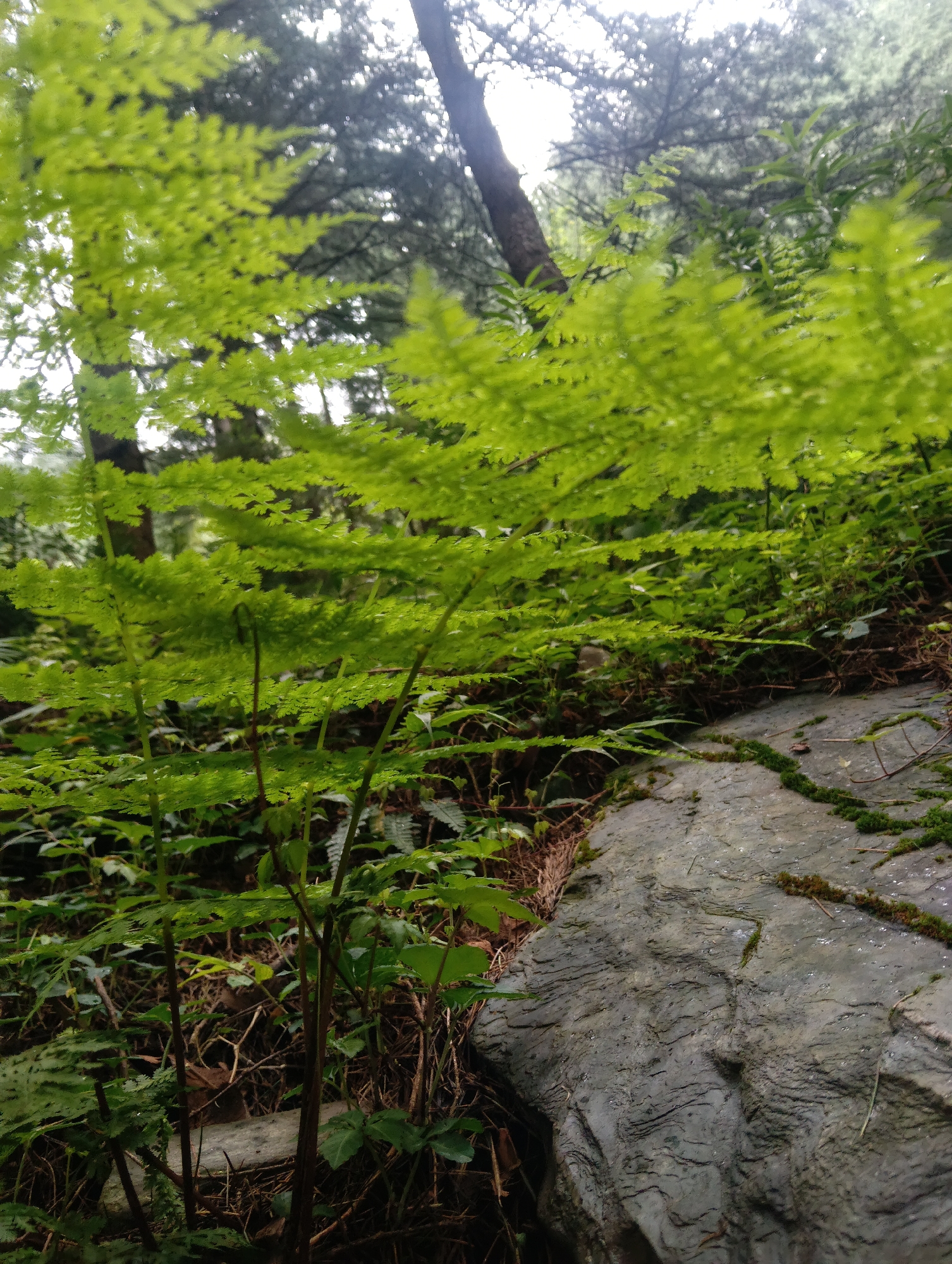 A low-angle, close-up shot captures a lush, green forest floor in Bhagsu, India. In the foreground, vibrant green ferns dominate the frame, their delicate fronds illuminated by soft, diffused light filtering through the canopy. To the right, a large, weathered grey rock sits partially covered in moss, its surface textured with intricate lines and crevices. The background reveals a dense forest with tall trees and more foliage, suggesting a natural, untamed environment. The scene is devoid of human presence.