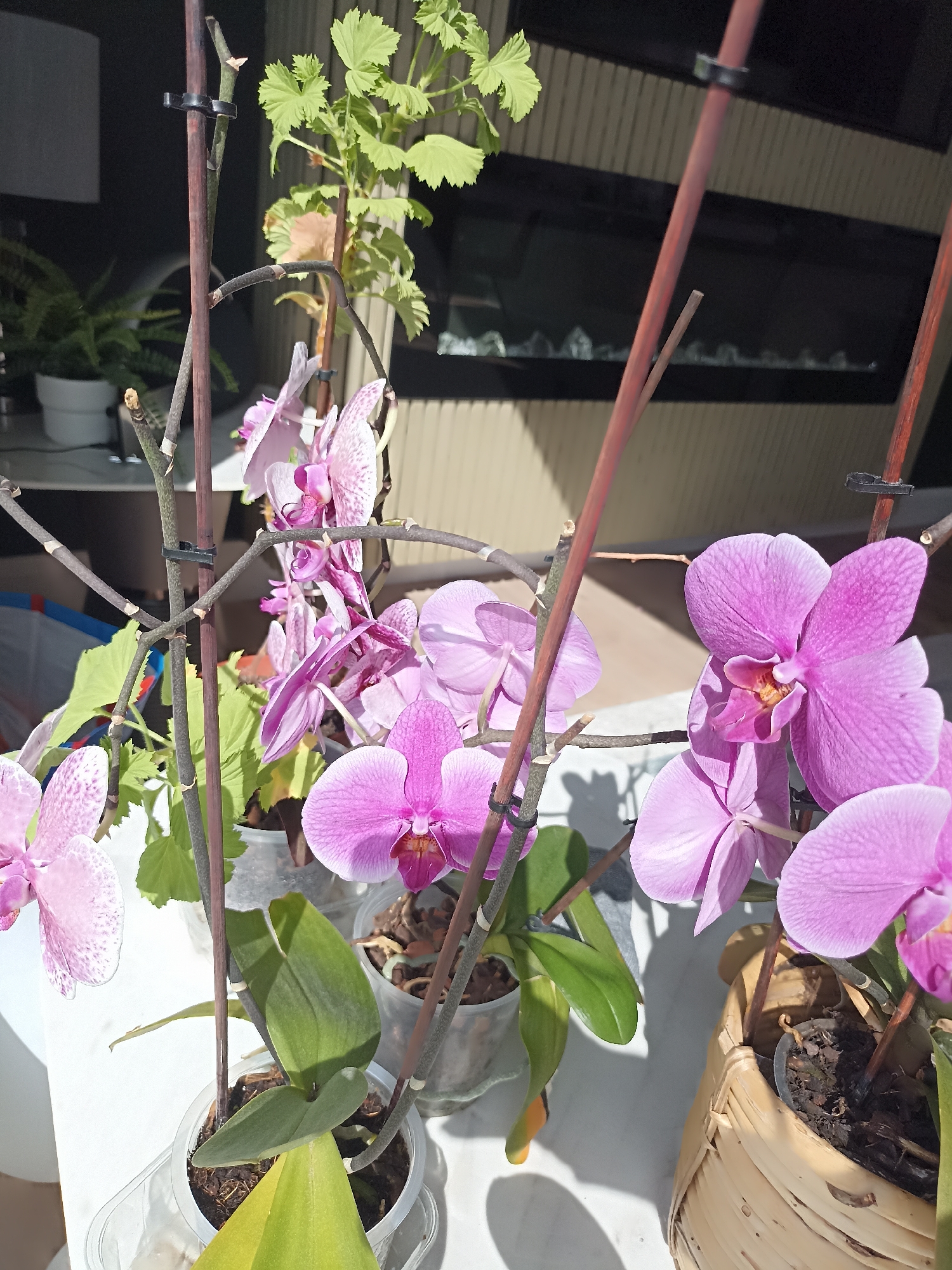 The image shows a close-up view of several pink orchids in pots. The orchids are the main subject, with their delicate petals and stems prominently displayed. One orchid, on the right side of the image, has a particularly large and vibrant pink bloom. Other orchids are visible in the background, some in bloom and some with developing buds. The plants are in clear plastic pots, allowing a view of the soil and roots. Some of the pots are placed in larger decorative containers, one of which appears to be a woven basket. In the background, there are hints of an indoor setting, possibly a home or greenhouse, with other plants and furniture visible. The lighting suggests a bright day, casting shadows from the plants onto the surface they are placed on. The location of Doirí Beaga, Ireland is not discernible from the image content.