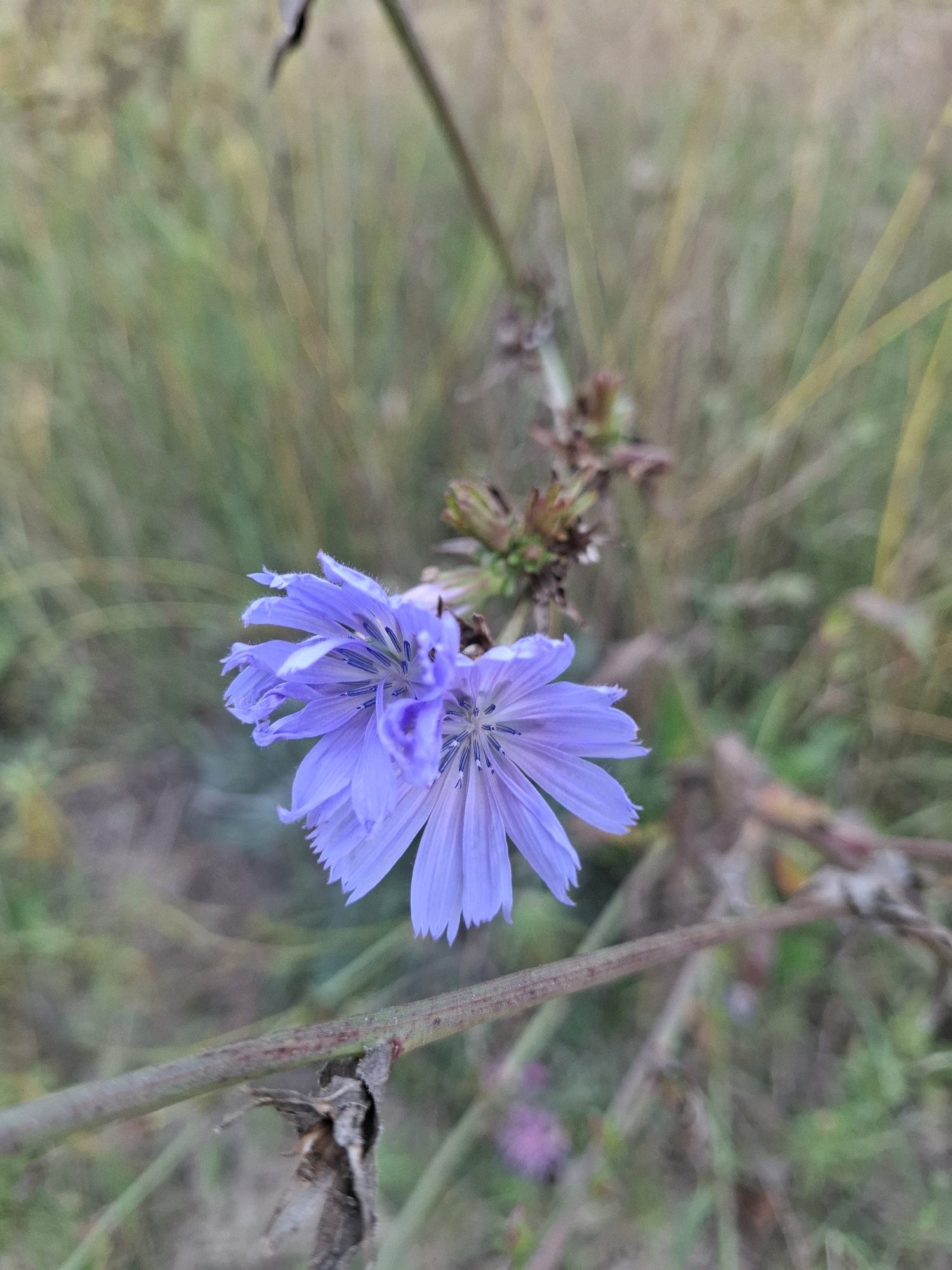 A close-up, vertical shot shows two light purple chicory flowers blooming on a dry stem. The flowers are positioned in the lower left quadrant of the image and are in focus, with the petals appearing slightly serrated. The background is blurred and consists of green and brown dry grass. A rough, brown stem runs horizontally across the lower part of the frame, with a small, dry brown leaf attached to it. The lighting is diffused and natural, suggesting an outdoor setting. The location is Unknown, Unknown.