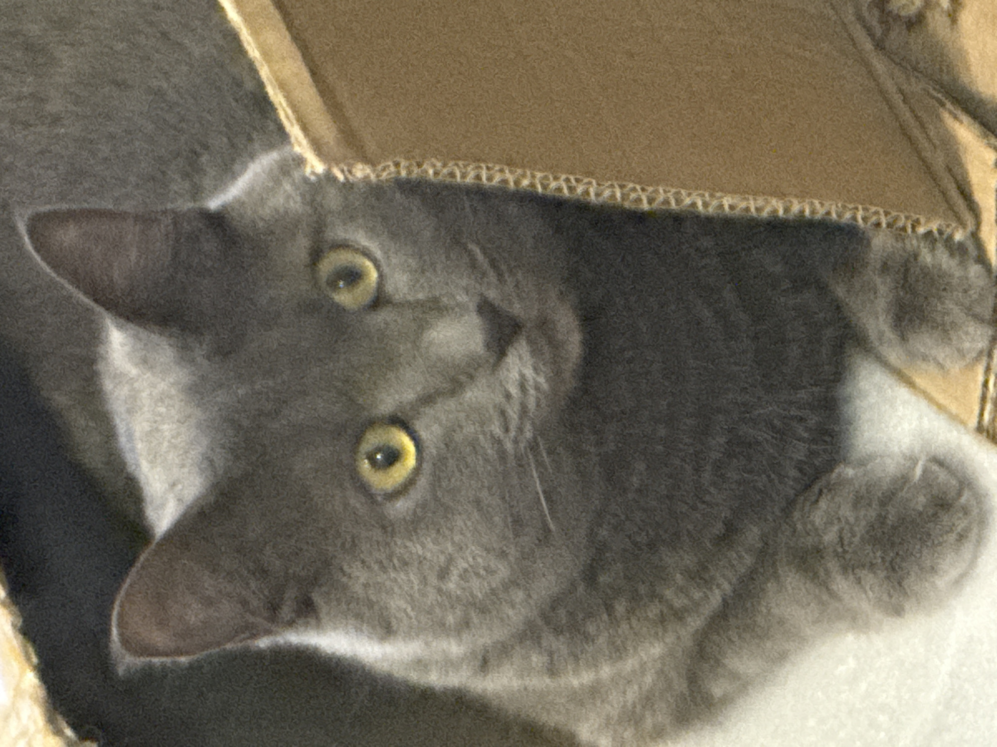 This media file presents a close-up, high-angle view of a grey domestic cat peeking out from within or behind a cardboard box. The cat, possessing short to medium-length, dense grey fur, has large, luminous yellow-green eyes that are wide open and highly alert, fixated upwards and slightly to the left. Its ears are perked, suggesting attentiveness or curiosity. The rough, brown, corrugated edge of the cardboard box is prominent across the top and partially frames the cat's head. A lighter, soft-looking surface, possibly a blanket or cushion, is visible beneath the cat, suggesting it is settled comfortably. The setting is clearly indoors, consistent with a domestic environment. The image details do not offer specific cues about the time of day, weather, or the provided location context of Прикамский, Russia, beyond it being a general indoor scene. No text is visible in the frame. The image has a noticeable digital noise or grain throughout.