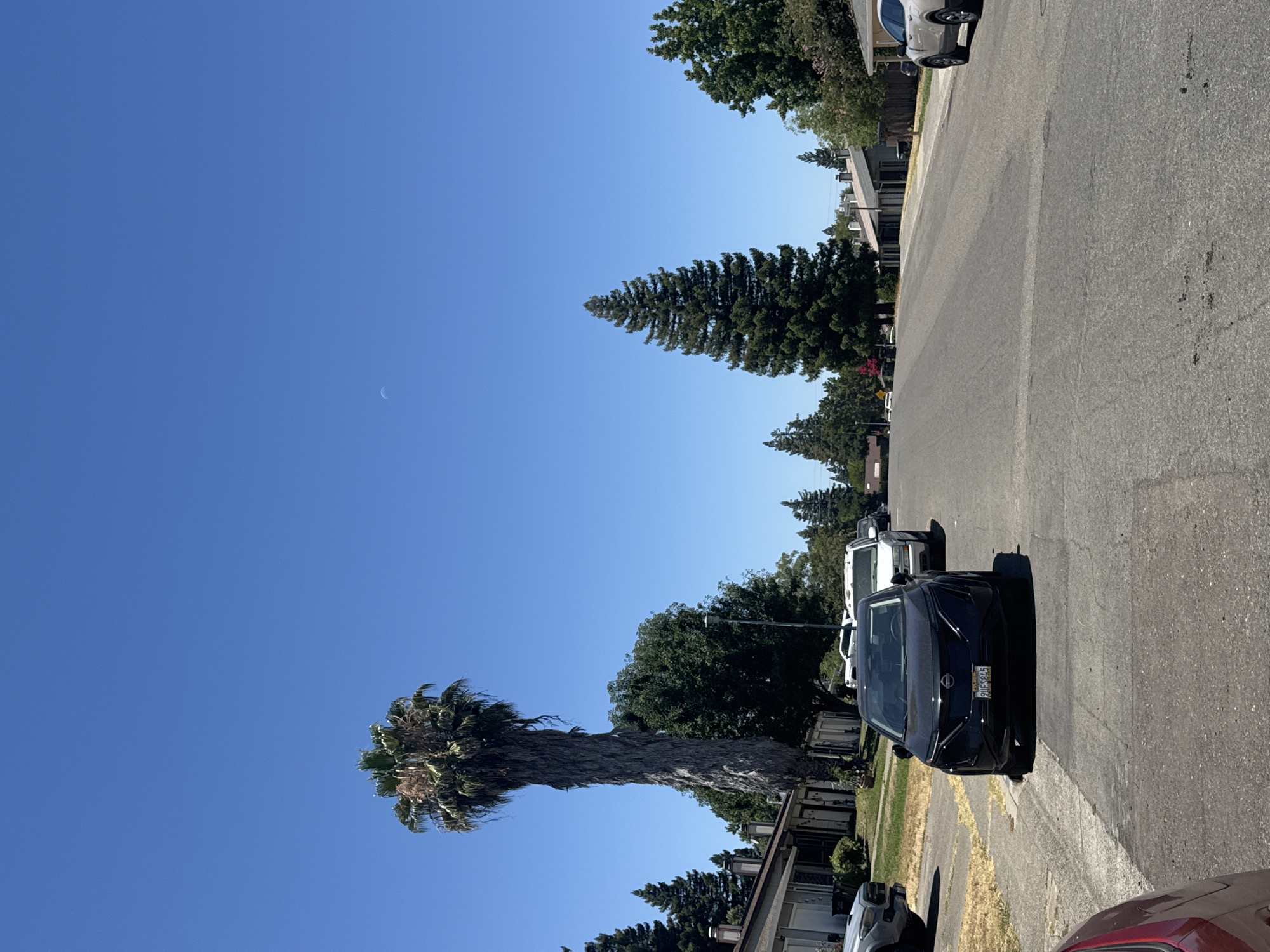 A residential street in Fair Oaks, California, is depicted on a clear, sunny day. The street is paved with asphalt and has a faint white line marking the center. Several cars are parked along the side of the road and in the street, including a black Nissan Ariya in the foreground, a silver SUV to its right, and other vehicles further down the street. Houses with pitched roofs and garages line both sides of the street, with well-maintained lawns and trees in front of them. A tall, mature palm tree stands prominently on the left side of the image, its fronds reaching towards the bright blue sky. Another tall, conical evergreen tree is visible on the right side. The sky is mostly clear, with a faint crescent moon visible in the upper portion of the image. The overall scene suggests a quiet suburban neighborhood.