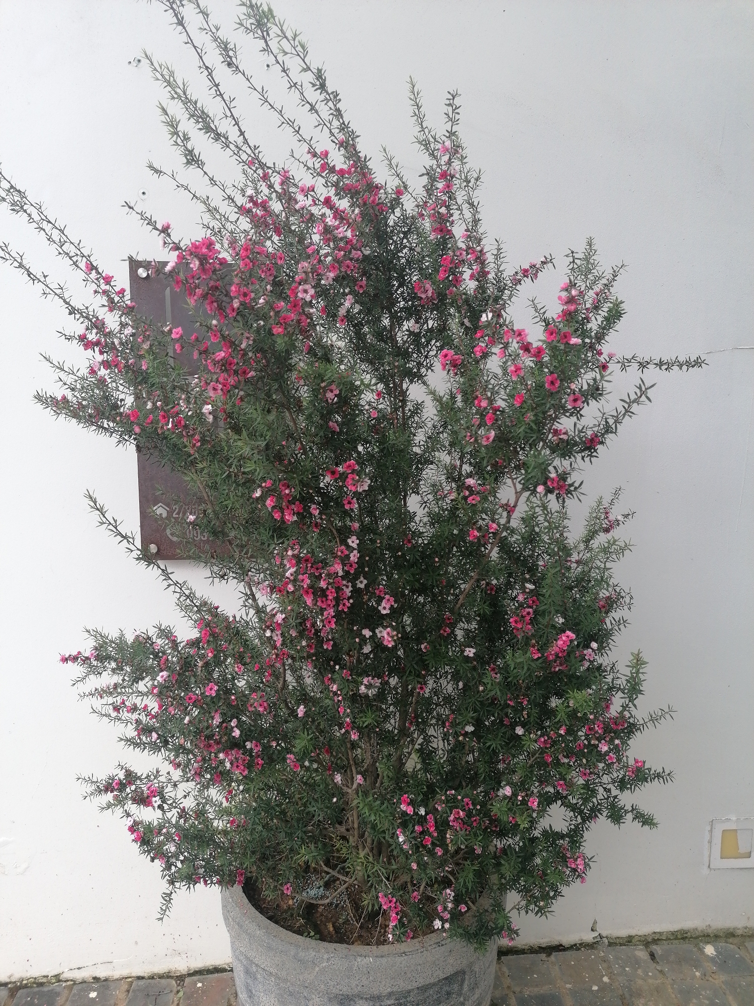 A Manuka tea tree in a gray pot stands in front of a white wall and brick flooring. The tree is covered with green leaves and pink flowers. A dark, metal sign hangs on the wall behind the tree. The photo was likely taken in Da Lat, Vietnam.