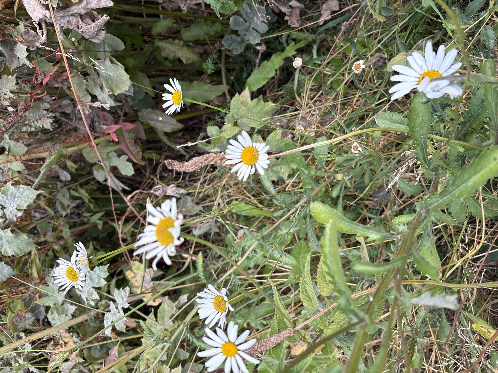 The image depicts a close-up view of wild daisies growing amidst green foliage and dry grasses. Several white daisies with yellow centers are visible, some in focus and others slightly blurred. The background is a mix of green leaves, reddish-brown stems, and dry plant material, suggesting an outdoor natural setting. There are no people or any man-made objects present in the scene. The lighting appears to be natural daylight, casting soft shadows. The overall impression is one of natural, untamed growth. The scene is consistent with a patch of grassland or a wild garden edge, which could be found in various urban green spaces within Chelmsford, United Kingdom.
