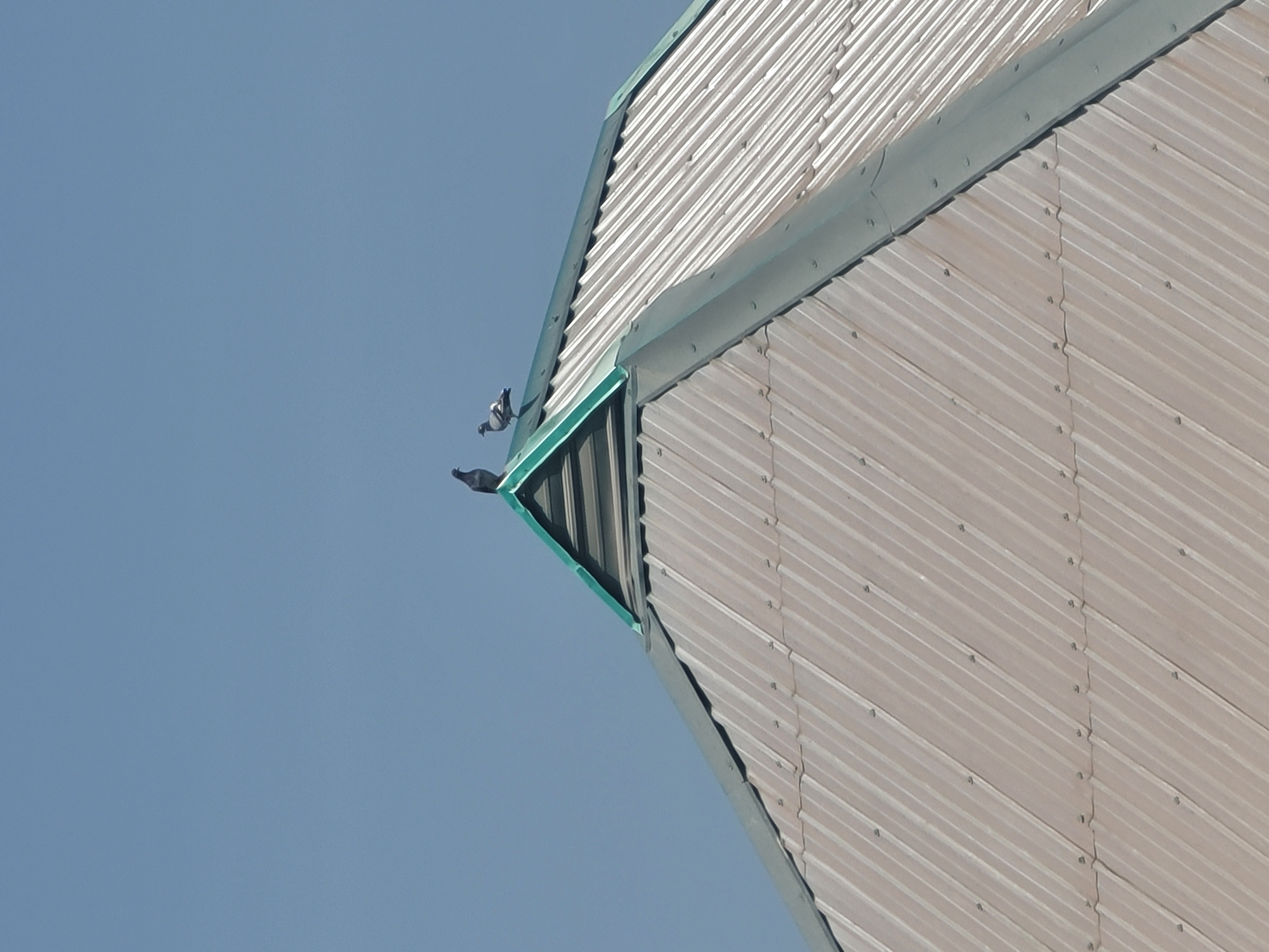 The image shows a close-up, low-angle view of a corrugated metal roof with green trim, against a clear blue sky. The roof is angled upwards, creating a sense of height. Two pigeons are perched on the green trim near the corner of the roof. One pigeon is in profile, facing left, while the other is slightly further back and also facing left. The setting appears to be outdoors, likely during the day given the bright sky. The location is specified as Jos, Nigeria. There is no visible text in the image.