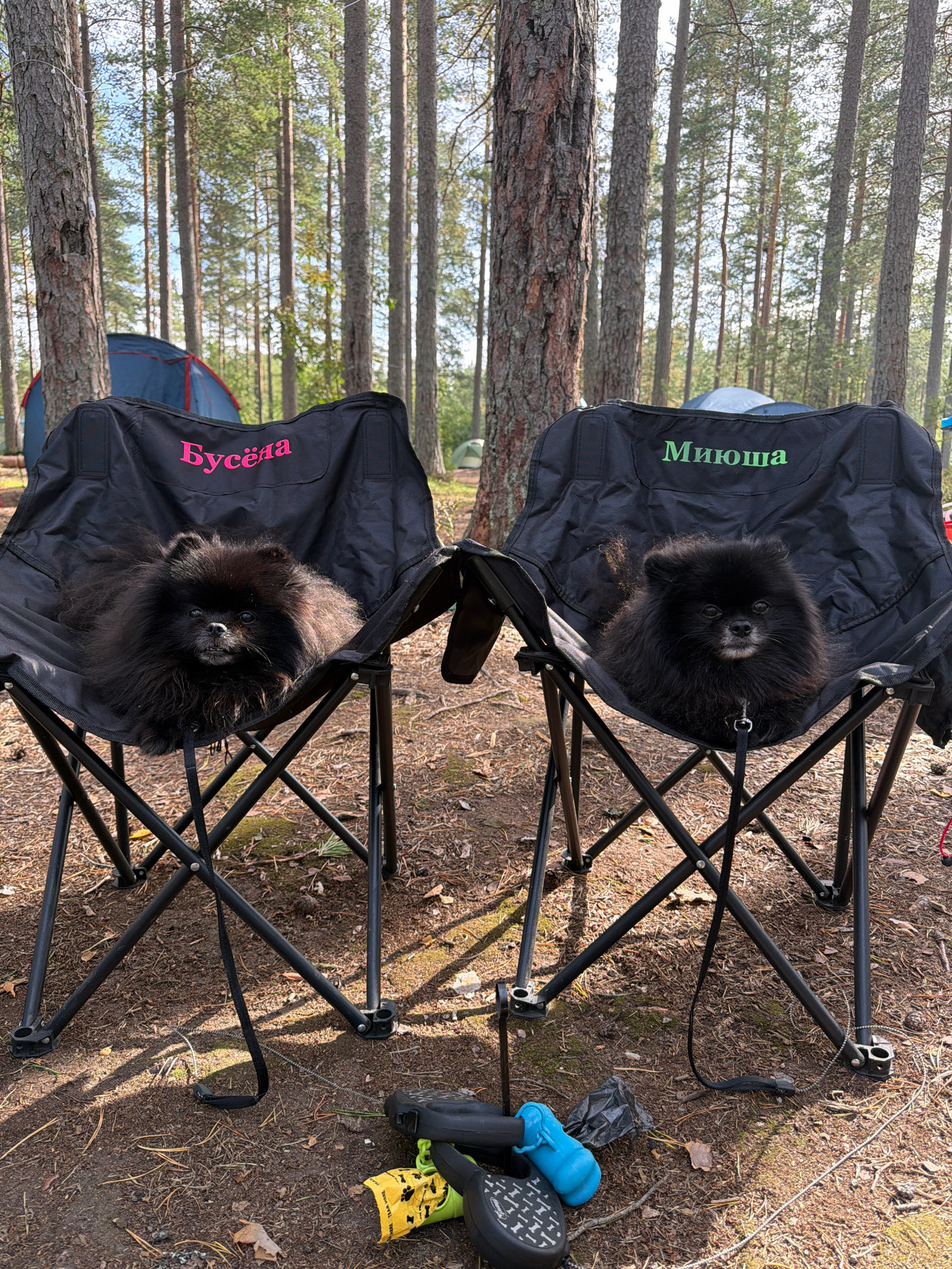 Two black Pomeranian dogs are sitting in two black camping chairs in a forest. The chair on the left has the name "Бусёла" written in pink on the backrest, and the chair on the right has the name "Миюша" written in green. Both dogs are facing forward, and the one on the left appears to be looking directly at the camera. The chairs are set up on a ground covered with pine needles and fallen leaves. In the background, there are tall pine trees and two tents, suggesting a campsite. The lighting indicates it is daytime. The area appears to be in Zerkal'nyi, Russia.