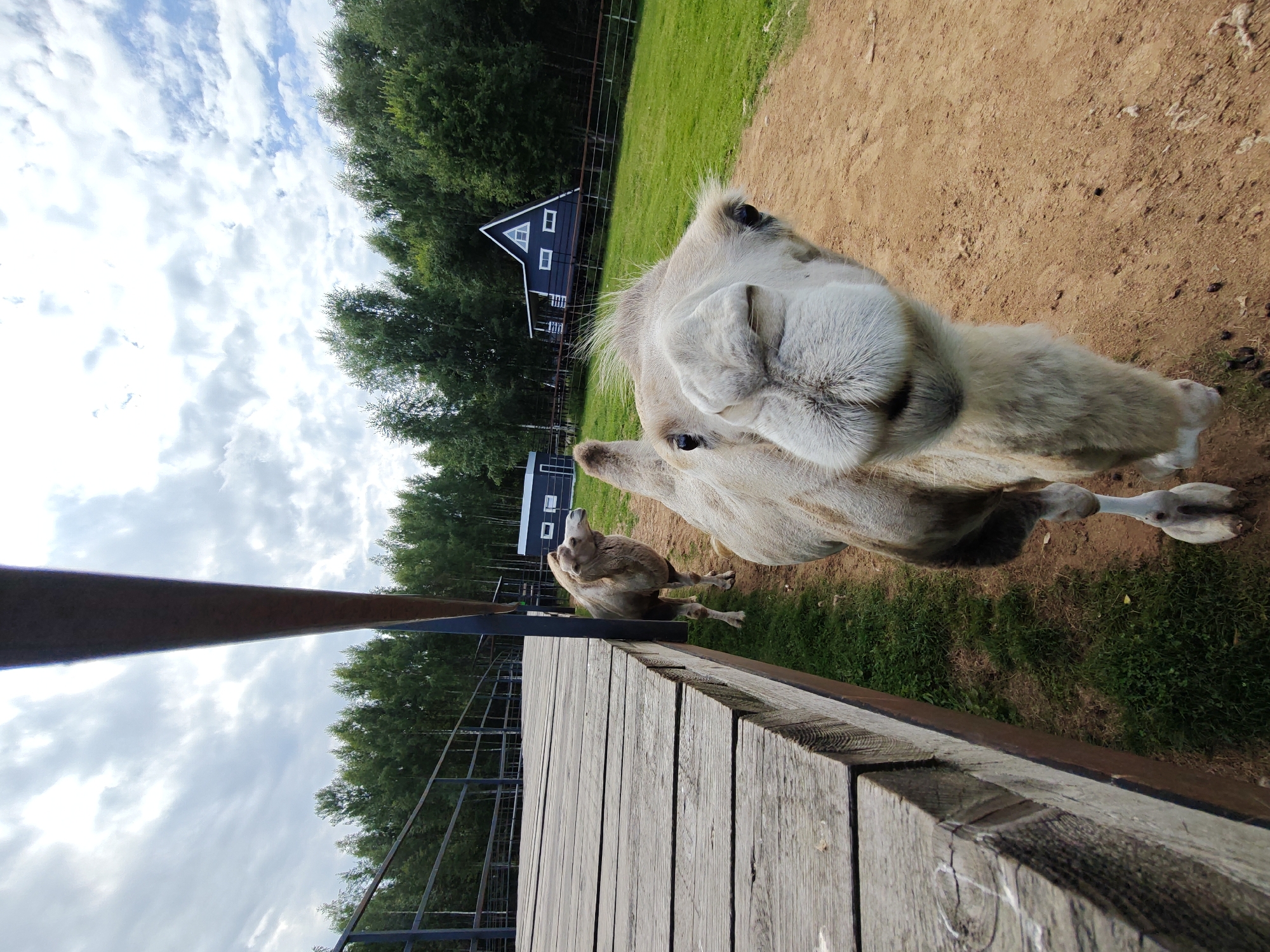 The image depicts a close-up perspective of a camel in an outdoor enclosure, likely a farm or zoo, in Dorishchi, Russia. The camel is positioned in the foreground, facing the camera with its head and upper body prominent. Its fur is light-colored, and its eyes are dark. Behind the camel, another camel is visible standing near a wooden walkway.
The environment includes a sandy ground in the foreground and green grass in the background. A wooden structure, possibly a ramp or elevated platform, runs along the left side of the image. In the distance, a line of trees forms a backdrop, and several buildings with dark exteriors and white windows are scattered within the landscape. The sky above is cloudy with patches of blue visible. The overall scene suggests a rural or semi-rural setting.