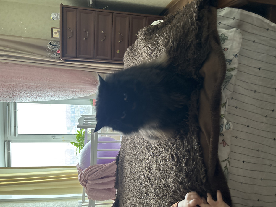 The image depicts an interior residential scene, identified by the prompt as located in Nizhnekamsk, Russia. A black, long-haired cat with prominent ear tufts is seated centrally on a brown, shaggy blanket covering a bed, facing the viewer. Its eyes are partially obscured by shadow. To the lower left, a fair-skinned human hand, consistent with that of a child, rests on the same brown blanket. In the midground, to the left of the cat, a white baby crib contains a folded pink ruffled blanket. Behind the crib, a partially deflated purple exercise ball and a green potted plant are visible. The background features a large window with white frames, revealing an overcast sky and distant urban buildings. Light-colored curtains, beige on the left and pinkish-patterned on the right, frame the window. To the far right, a five-drawer dark wooden dresser is topped with a silver-colored decorative item, a framed religious icon, and a small white figurine. The wall in the background is light green. The scene is illuminated by natural light entering through the window.