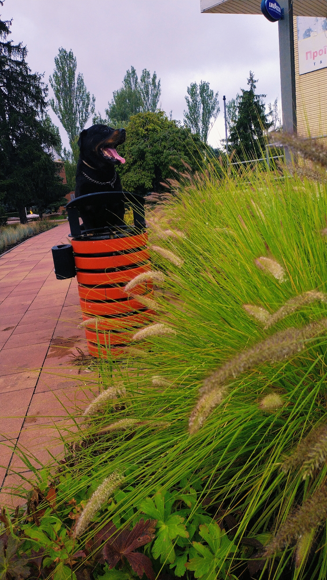 A large black Rottweiler dog stands on its hind legs, resting its front paws on the edge of an orange and black cylindrical trash receptacle. The dog's mouth is open, and its tongue is visible, suggesting it is panting or excited. It wears a metal chain collar. The trash receptacle is located on a red brick walkway, next to a patch of tall, feathery green grass that partially obscures the lower portion of the receptacle and the dog's hind legs. In the background, several tall, slender trees with green foliage are visible against a pale, overcast sky. To the right, a section of a building with a light-colored facade is present, featuring a dark blue oval sign that reads "LAVAZZA" and a white sign with Cyrillic lettering. The environment appears to be an outdoor public space, possibly a park or street in the city of Horishni Plavni, Ukraine, given the presence of the Lavazza branding often seen in such establishments. The ground is wet, indicating recent rain.