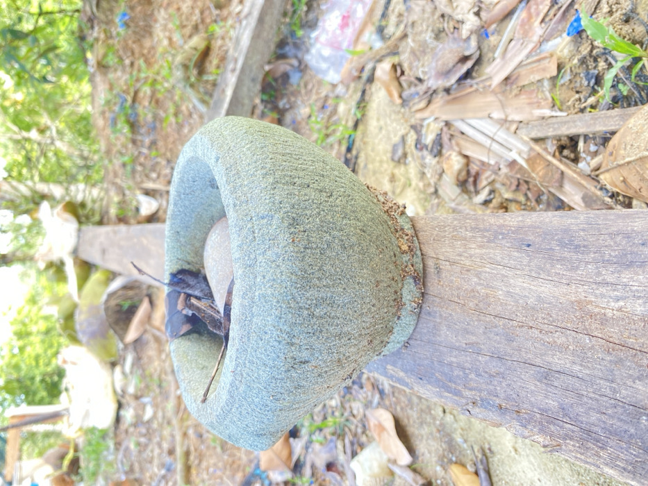 An outdoor scene in Meudangara, Indonesia, features a light greenish-gray stone mortar, approximately 6-8 inches in rim diameter, resting on a weathered, dark brown wooden plank. The mortar contains a smooth, light gray oval stone, several dark brown dried leaves or seed pods, and a small twig. The mortar's exterior base exhibits accumulated organic debris. The surrounding ground is unpaved, with sparse green vegetation, dry organic matter, and scattered refuse. Bright natural light is present. No persons, actions, or interactions are visible.