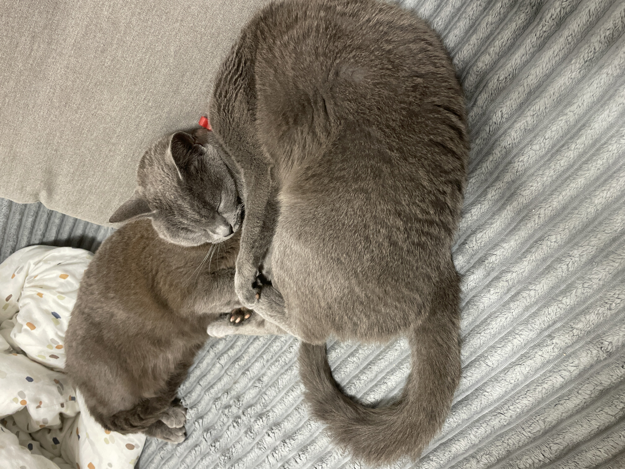 The scene depicts two domestic felines indoors within the city of Budva, Montenegro. Both subjects are grey-furred and appear to be in a state of sleep. The cat in the foreground is curled into a compact position, oriented to the right, with its eyes closed. A red collar is visible around its neck. One forepaw is partially exposed, revealing pink paw pads. The second cat is positioned in the background, partially obscured by the foreground cat and a white pillow with a multi-colored speckled pattern, specifically featuring orange, blue, and brown dots. The second feline's back and hindquarters are visible, and it appears to be lying on its side. Both animals rest upon a textured grey blanket or throw with vertical ribbing. An adjacent plain grey upholstered surface is visible to the right of the foreground cat.