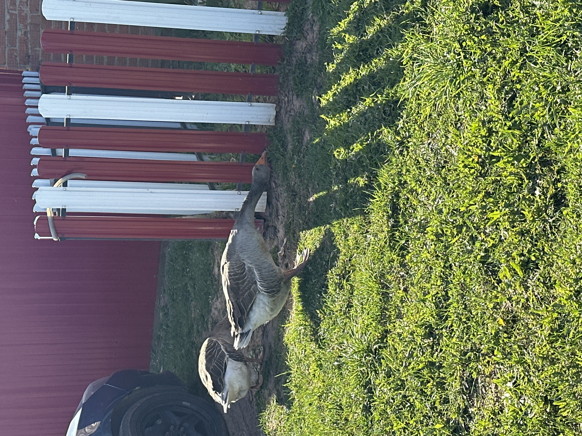 The image shows two gray geese standing in green grass near a red and white fence. The scene appears to be outdoors in a rural setting, though no specific landmarks indicating Среднее Кечево, Russia are visible. To the left, part of a dark vehicle is present. Sunlight casts shadows through the grass.