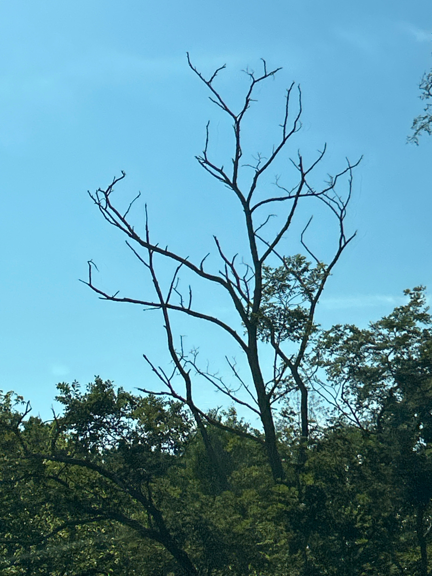 A dead tree with bare branches stands against a clear blue sky. The tree's dark branches are stark and intricate against the light background, some reaching upwards and outwards like skeletal fingers. In the lower portion of the image, a dense canopy of green foliage from other trees creates a dark, textured contrast to the sky and the dead tree. The scene is set outdoors, with no people or specific man-made structures visible, suggesting a natural or rural environment within Robinson Township, United States of America. The lighting indicates it is daytime.