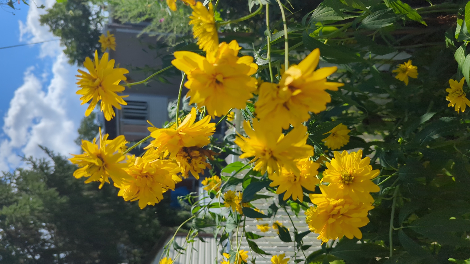 This is a vertical, eye-level outdoor shot of a cluster of bright yellow flowers, possibly Rudbeckia, in full bloom. The flowers are the primary subject and are in various stages of fullness, with some appearing more ruffled and others more open. They are set against a backdrop of green foliage. In the background, out of focus, is a white picket fence, a tall evergreen tree, and the side of a residential building with windows. The sky above is blue with scattered white clouds. The overall impression is that of a sunny day in a garden. This image was captured in Montreal, Canada.