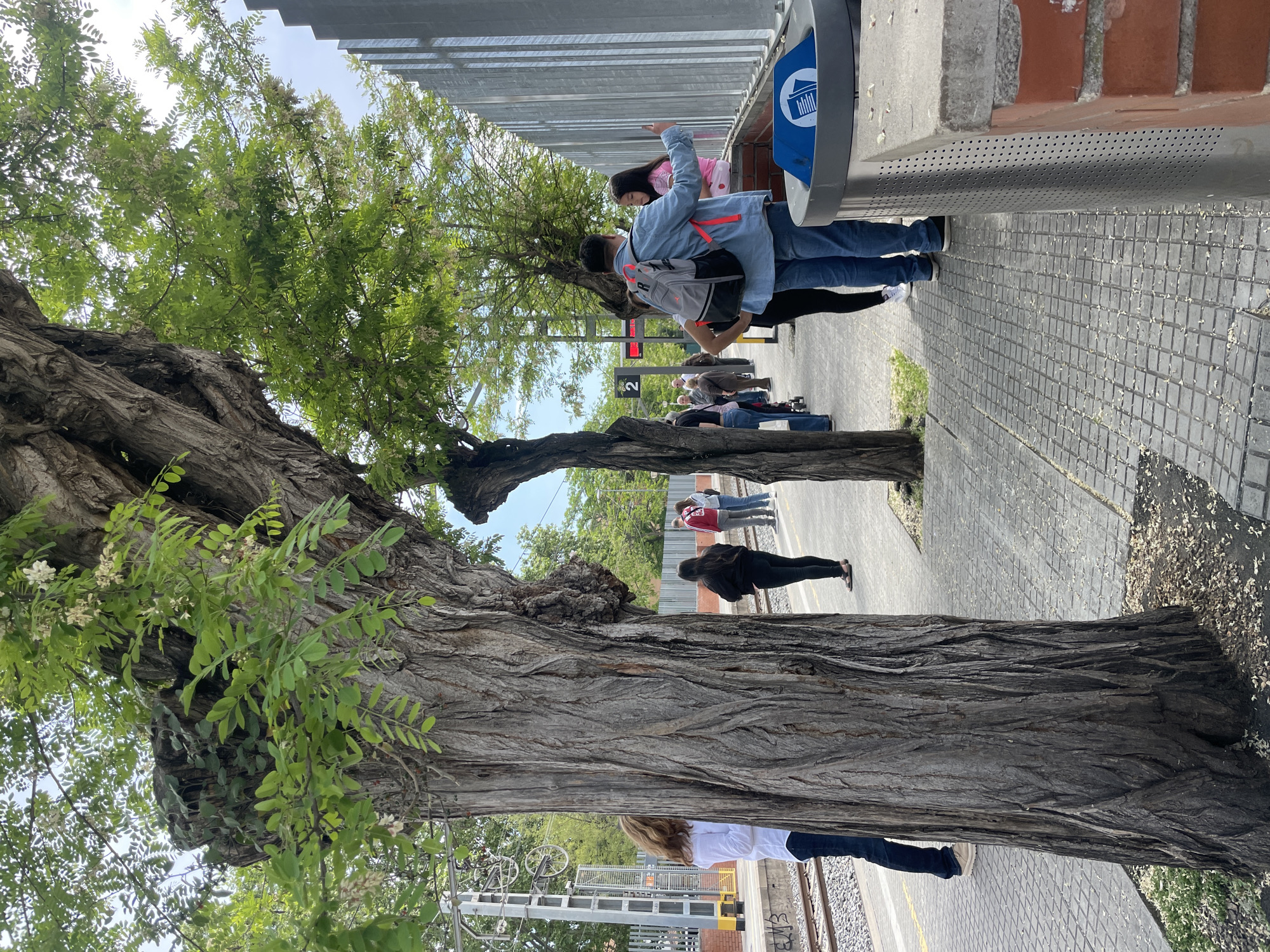 The image captures a scene at a train station in Cerdanyola del Vallès, Spain. The foreground is dominated by a large, mature tree, likely a black locust (Robinia pseudoacacia), with deeply furrowed bark. Behind the tree, a train platform is visible with railway tracks running parallel to the platform. People are waiting on the platform. A man is holding a child in front of a recycling receptacle. The platform is paved with gray pavers. The background includes a modern architectural structure with metal louvers. The image is oriented vertically, providing a view of the station and its surroundings.