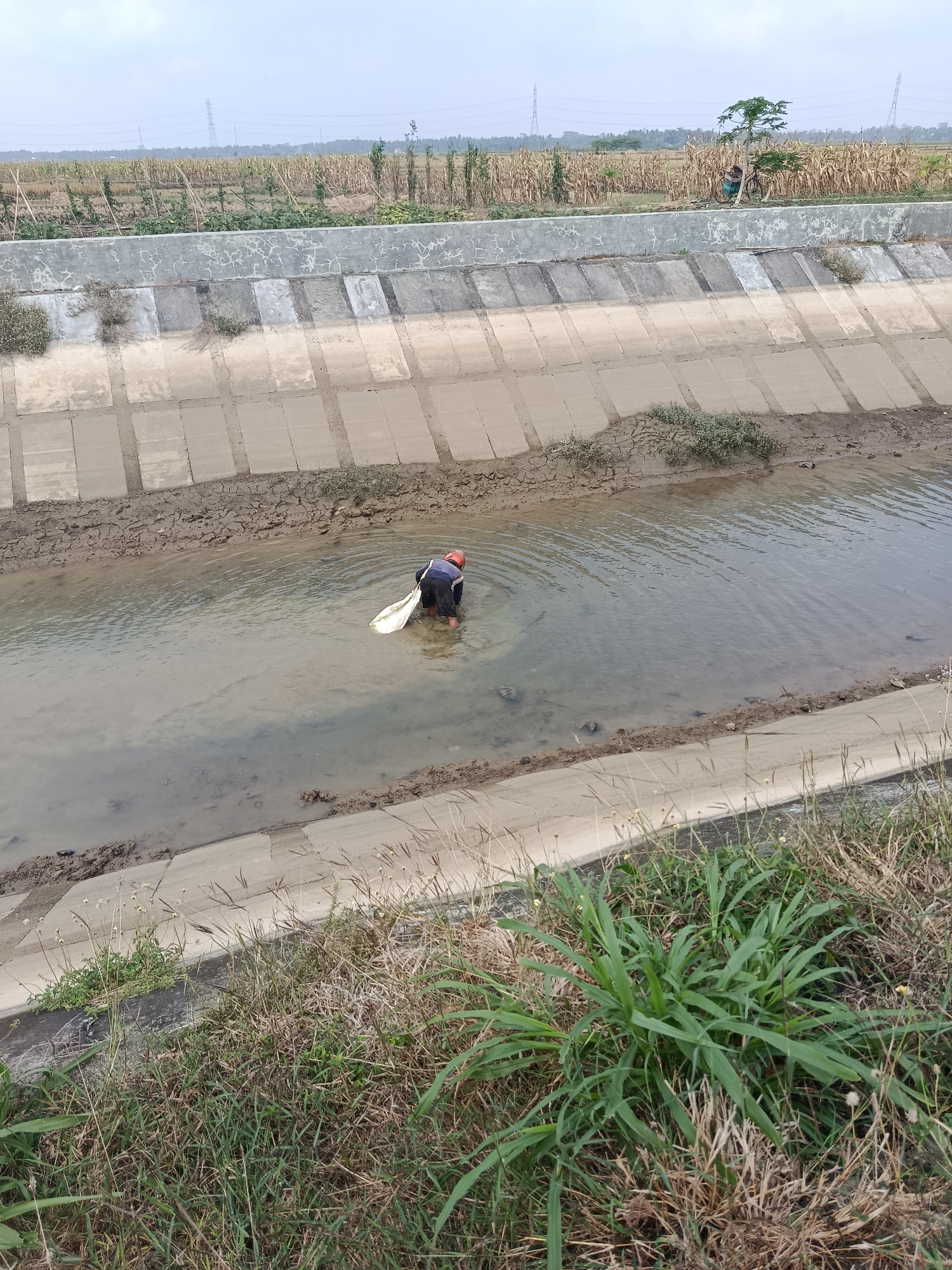 The image depicts a man in a blue shirt and red cap wading in a shallow, muddy canal with a white net. He is positioned in the center of the canal, facing away from the camera, and appears to be fishing or collecting something from the water. The canal is lined with concrete slabs and has dry, cracked earth along its edges, with some sparse vegetation. In the background, agricultural fields with dried corn stalks are visible, bordered by a grey concrete wall. Overhead power lines and transmission towers are present in the distance, suggesting an area that is both rural and serviced by infrastructure. The overall scene is outdoors, under an overcast sky.