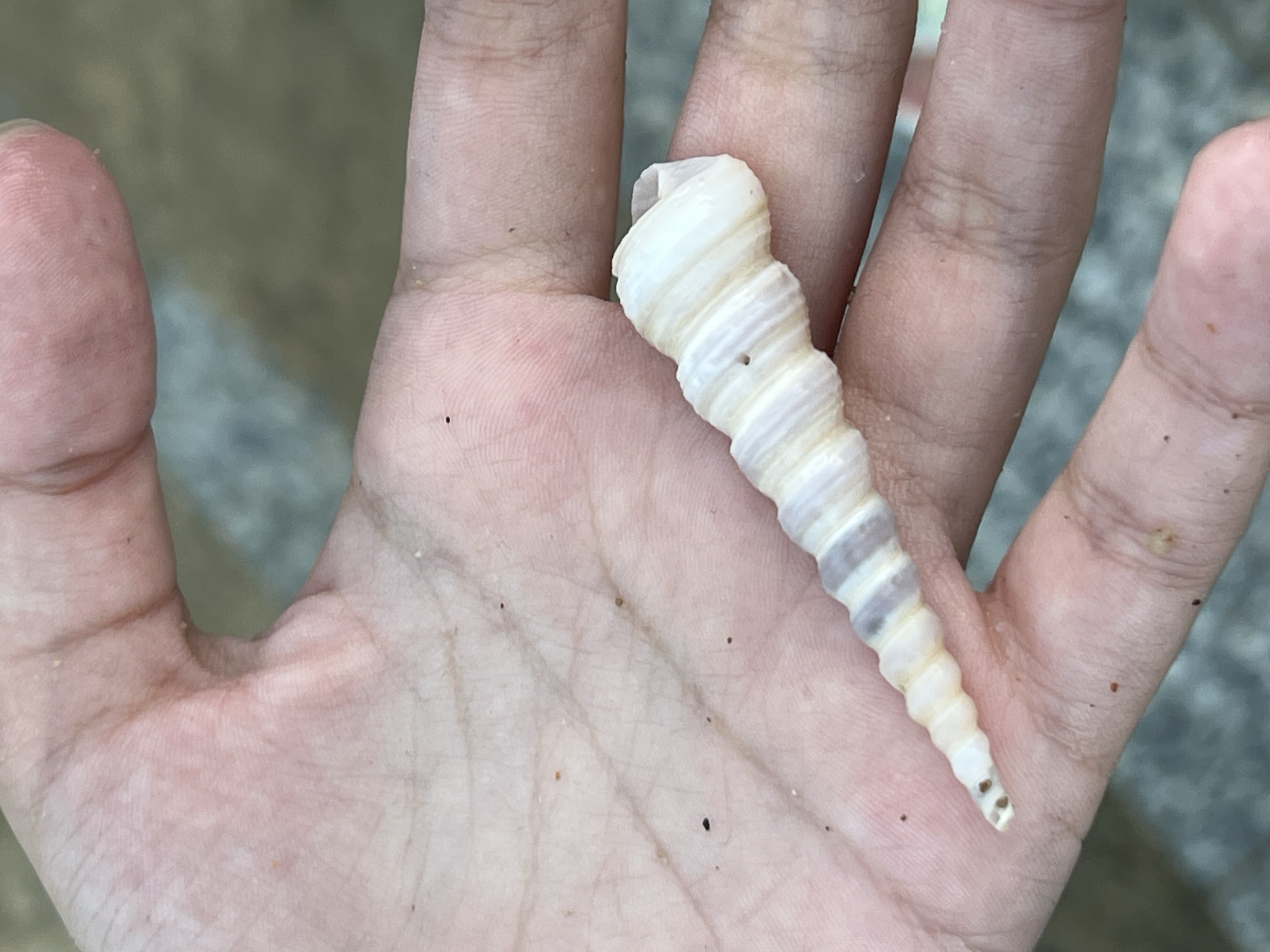 A hand holds a spiral seashell. The shell is off-white with light brown/purple bands. There are specks of dark debris on the hand and the shell. The background appears to be a sandy or concrete surface. Although the location is claimed to be Nha Trang, Vietnam, there are no features in the image to support or deny this.