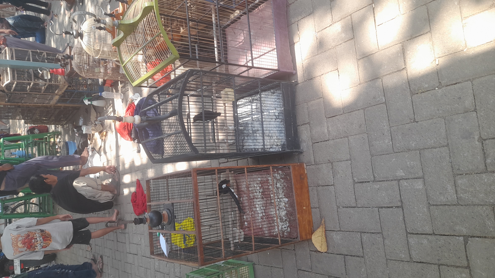 The image depicts an outdoor scene, likely a market or street stall, in Pekalongan, Indonesia. The ground is paved with interlocking grey bricks. In the foreground, there are several bird cages.
To the left, a wooden bird cage with a white and yellow bird inside is prominently displayed. Next to it is a black metal bird cage containing a black bird. To the right of that, another black metal cage, slightly larger, is visible. Further back, a collection of stacked cages, some with green tops, are arranged.
Several people are present. A young person wearing a light-colored t-shirt with a graphic design and dark shorts stands near the left edge, facing away from the camera. A person in a black t-shirt and light-colored pants is crouched down in the middle of the image, appearing to interact with something on the ground. In the background, other individuals are partially visible, suggesting a public gathering.
Various objects are scattered on the ground around the cages, including pieces of red cloth, plastic bottles, and some debris. Sunlight casts shadows across the scene, indicating it is daytime. The overall impression is a vibrant, bustling environment related to the sale or display of birds.