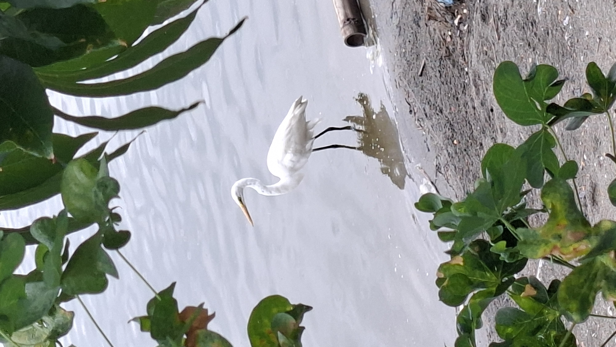 A white egret stands in shallow, rippling water near the shore. The egret has a long, slender neck, a yellow beak, and black legs. Its reflection is visible in the water. The shore is covered with sand and some debris, including a piece of bamboo. Green foliage, possibly from a tree, overhangs the water from the left and right sides of the image. The overall environment suggests a natural setting near a body of water. The location is not specified in the image itself.