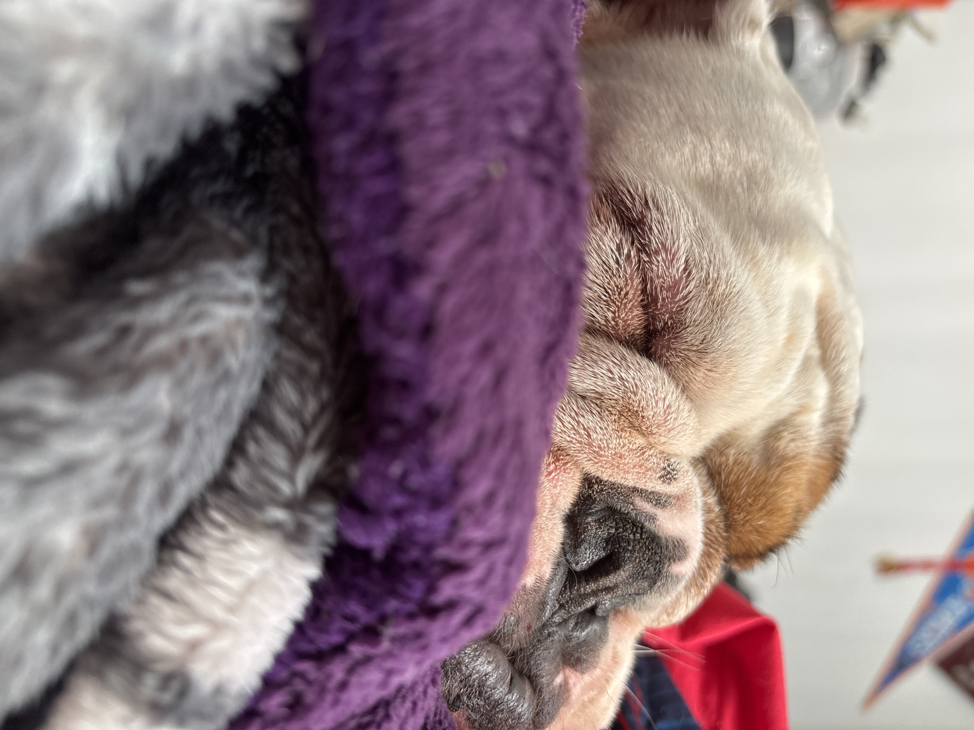 A close-up, slightly tilted portrait features a brachycephalic dog, likely a bulldog, resting comfortably. The dog's face, primarily its tan and white fur, jowls, and dark wrinkled snout, occupies the right side of the frame. Its eyes are not visible, suggesting it is asleep or looking away.
The dog is nestled amongst soft, textured fabrics. A prominent fluffy purple blanket or textile runs vertically along the center-left, partially obscuring the dog. To the far left, another fuzzy blanket with varying shades of grey, black, and white patterns is visible. Beneath the dog's head, a flash of red fabric, possibly part of a collar, clothing, or another blanket, can be seen.
The background on the upper right is light-colored and out of focus, with a blurry object containing red and blue elements, possibly a decoration or toy, hinting at an indoor setting. The lighting appears soft and diffused, suggesting it is daytime. The scene conveys a sense of peace and comfort. No visible text is present in the image.