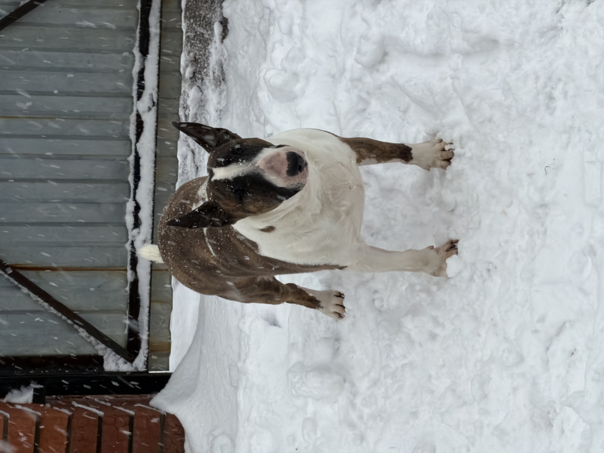 An overhead view shows a brown and white Bull Terrier standing in the snow in Chaikovsky, Russia. The dog faces up, gazing towards the viewer. The scene is bordered by a metal wall/fence on one side and a brick structure on another. Snowflakes are visible in the air.