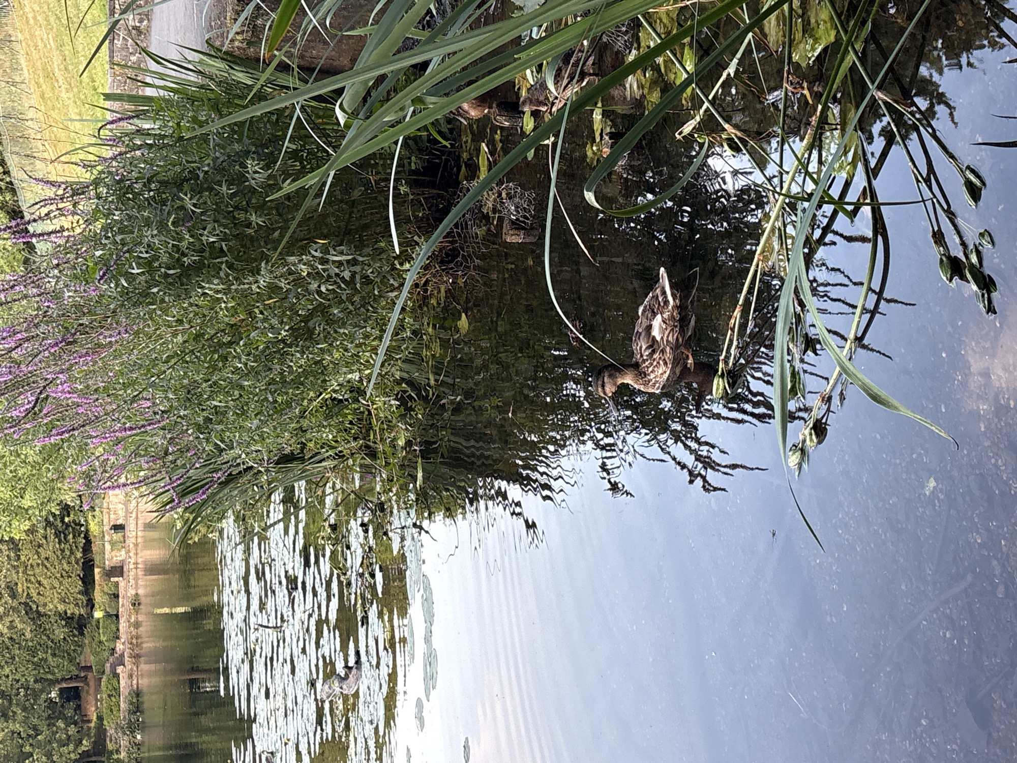 A body of water, likely a pond or lake, is captured in this vertical shot. The water's surface is mostly calm, with gentle ripples emanating from a duck swimming in the foreground. The duck, a mottled brown and white mallard, is positioned in the lower right quadrant of the image, facing left and slightly away from the camera. Its tail feathers are fanned out, and its body is partially submerged in the water.
Surrounding the water are dense green reeds and taller plants with purple flowers, suggesting a natural or park-like setting. These plants create a thick border along the right and upper edges of the frame, their reflections visible in the water. In the background, across the water, are hints of man-made structures, possibly terraced steps and a low stone wall, interspersed with trees and manicured bushes. The overall scene evokes a peaceful, natural environment within or near a city.