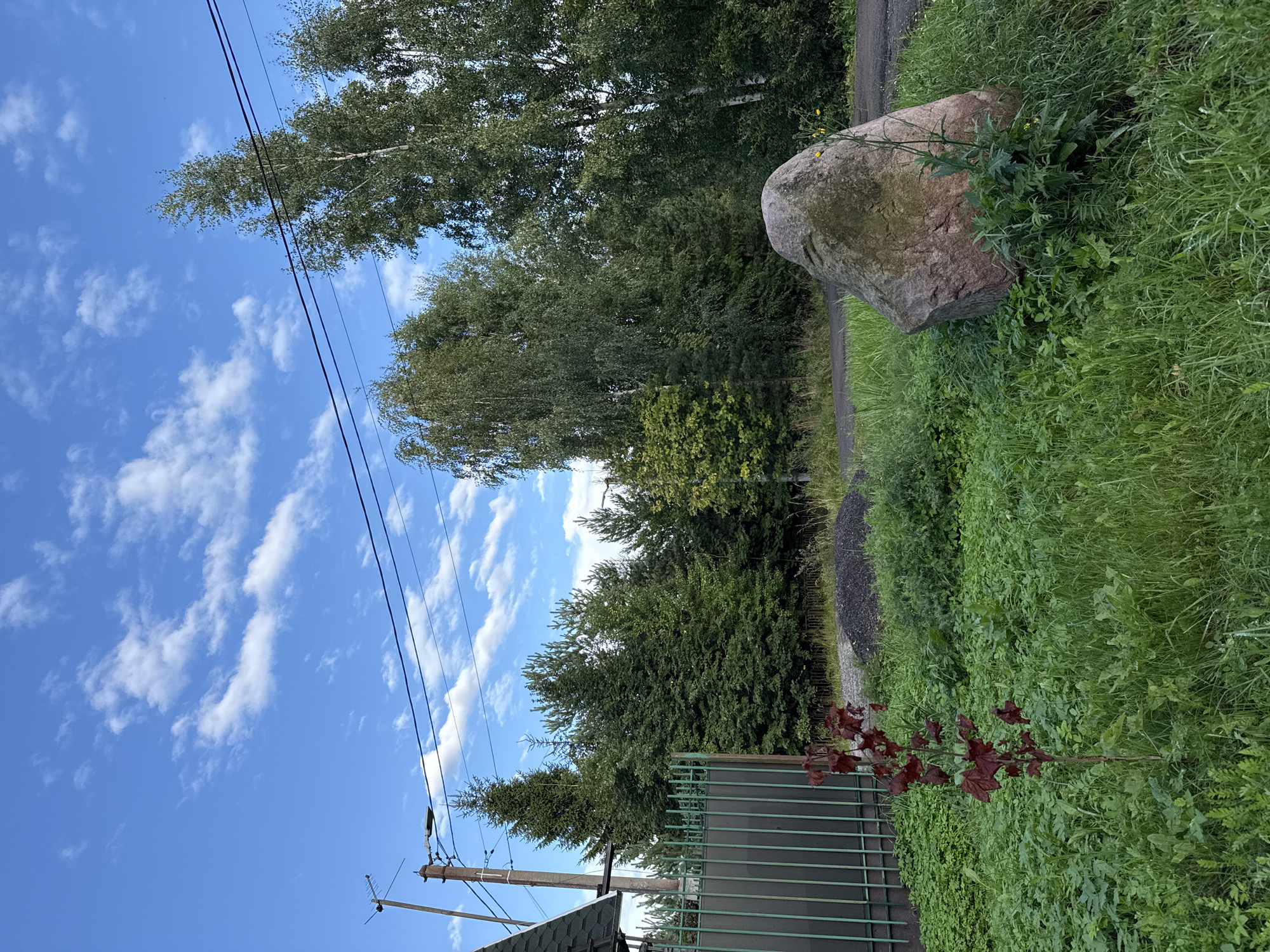 The image depicts a natural outdoor scene likely in Vsevolozhsk, Russia, with a clear blue sky dotted with white, fluffy clouds. A prominent element in the foreground is a large, rough-textured boulder. To the left of the boulder is a small, young tree with dark red leaves. The ground is covered with lush green grass and various other plants, some appearing taller than others.
Further back, a dark green metal fence runs along the left side of the frame, partially obscured by the vegetation. Behind the fence, the roof of a building with dark shingles is visible. A utility pole with electrical wires and a street light stands to the left of the trees.
The background is dominated by a dense line of trees, including tall birches with white bark and numerous evergreen trees. A paved surface, possibly a road or pathway, is visible between the foreground vegetation and the treeline. In the middle ground, behind the fence, there is a pile of dark material, possibly gravel or coal. The overall impression is a tranquil, somewhat wild landscape at the edge of a populated area.