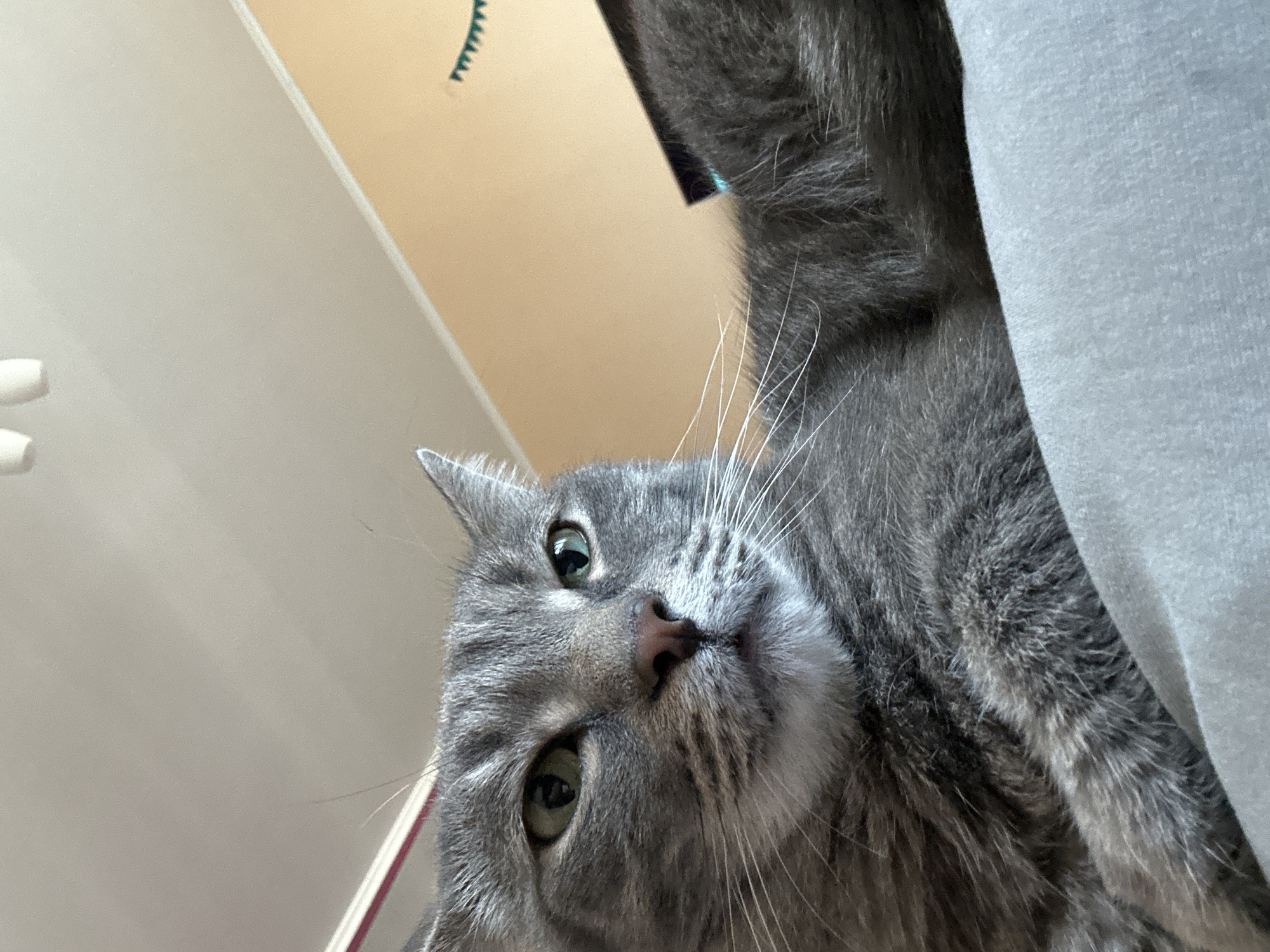 A gray tabby cat is looking down at the camera from a low angle. The cat's face is in focus, showing its green eyes, pink nose, and white whiskers. The background includes a white wall, a beige wall with a green decorative element, and a light gray fabric. There is no indication of the location being Krasnoyarsk, Russia.
