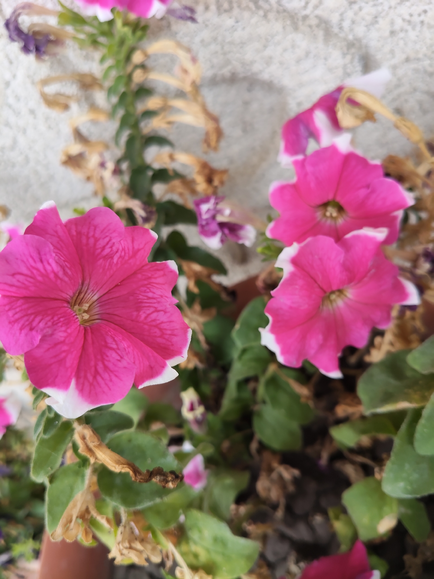 In Gîrbova, Moldova, a close-up shot focuses on a cluster of vibrant pink petunias with white-edged petals. The flowers are the primary subject, with their delicate trumpet shapes and intricate veining clearly visible. Some of the petunias are in full bloom, while others are slightly wilting, showing dried brown remnants of past flowers and leaves on the stem. Green leaves, some fuzzy, form a backdrop and surround the flowers. The background consists of a textured, light-colored wall, possibly concrete or stucco, with some areas appearing rough or uneven. The lighting suggests an outdoor setting, likely during daylight hours. The image is a still life, capturing the natural beauty of the flowers in a garden or planter.