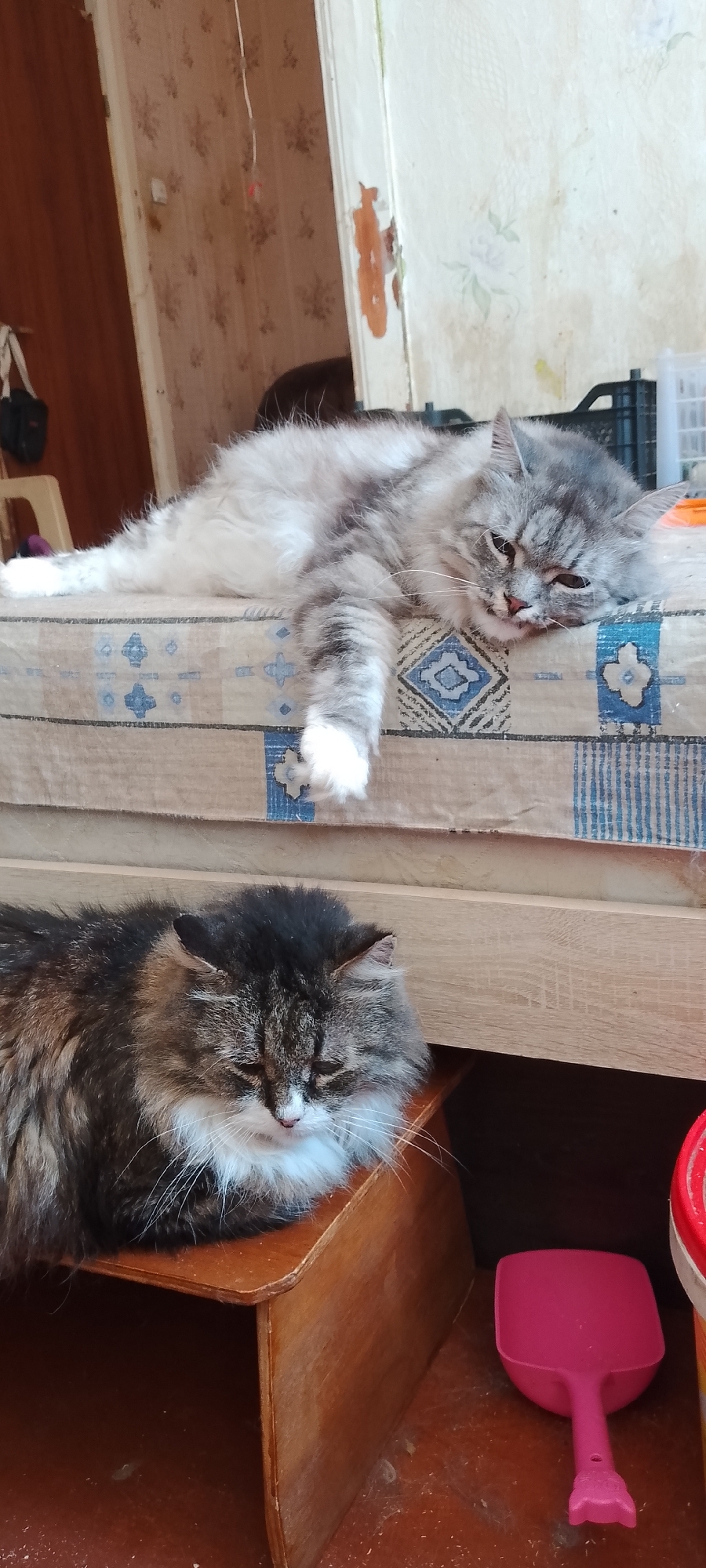Two domestic cats are resting in an indoor environment. The cat in the foreground is a long-haired tabby with dark brown, black, gray, and white fur. It is sleeping with its head bowed and resting on a wooden surface. The second cat, in the background, is also a long-haired cat with gray and white fur. It is lying on its side on a cushioned surface, with its head resting on its paws and its eyes partially closed. The background appears to be a room with patterned wallpaper and wooden furniture. There is also a pink scooper-like object and a red and white container visible on the floor in the lower right corner. The lighting suggests it is daytime. There is no specific information within the image to indicate a location in Belgorod, Russia.