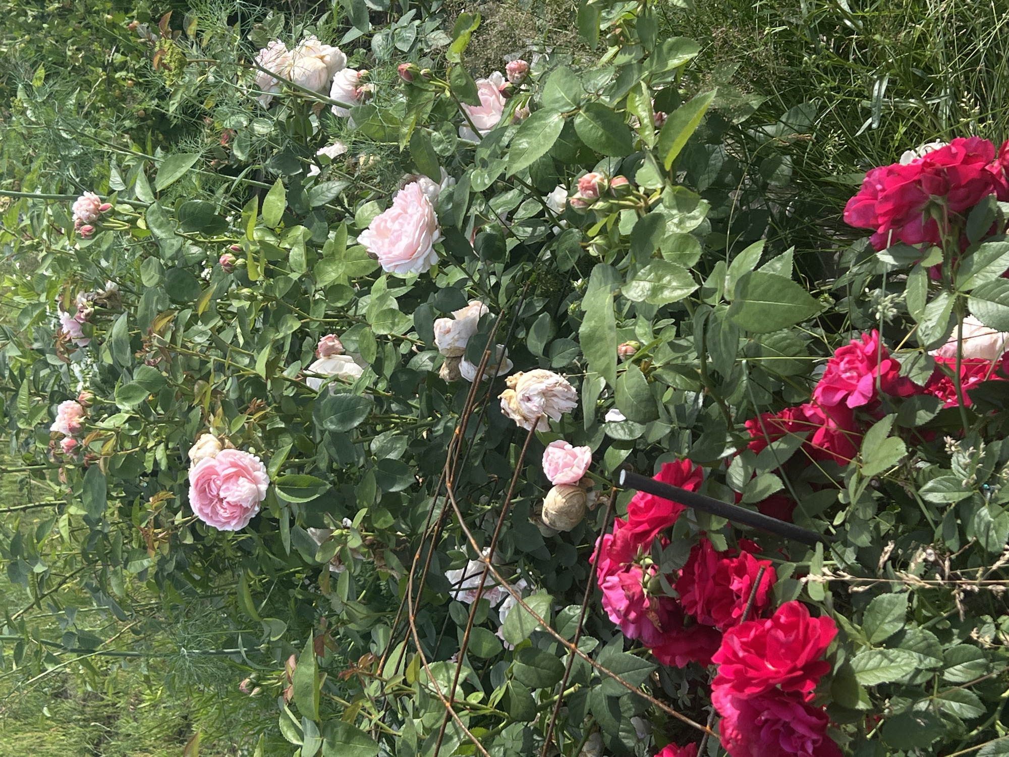 This media file depicts a lush, overgrown garden with a focus on a variety of roses. The roses are in different stages of bloom, with some in full bloom and others as buds. There are both light pink and deep red roses visible, interspersed with green foliage and stems. Some of the roses appear to be in clusters, while others are more solitary. There are also hints of other greenery and perhaps some wild plants or grass in the background. The scene appears to be outdoors, likely in a garden setting. The lighting suggests it might be daytime, with natural sunlight filtering through the leaves. The overall impression is one of natural beauty and abundance. There are no people or explicit objects, beyond the natural elements of the garden. There is no visible text. Given the location context of Chaikovsky, Russia, this could be a summer garden scene.