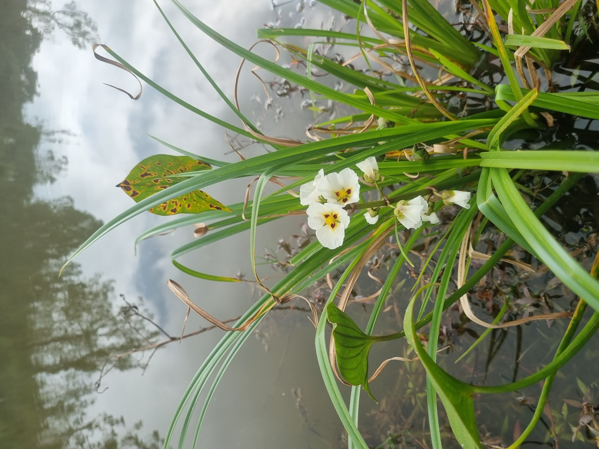 A cluster of delicate white flowers with yellow centers and maroon accents blooms amidst tall green grass in the shallow, murky water of a pond or slow-moving stream. The water's surface reflects the muted gray sky and the faint silhouettes of trees on the opposite bank, suggesting an overcast day. A single mottled green and brown leaf, likely from a different plant, droops from a stem above the flowers, adding a touch of autumnal color to the scene. The water is dark and opaque, with submerged vegetation visible beneath the surface. The overall setting appears to be a natural or semi-natural outdoor environment, possibly within or on the outskirts of Mogi das Cruzes, Brazil, given the presence of aquatic flora typical of the region. There are no people or animals visible in the image, and no discernable actions or interactions are taking place.