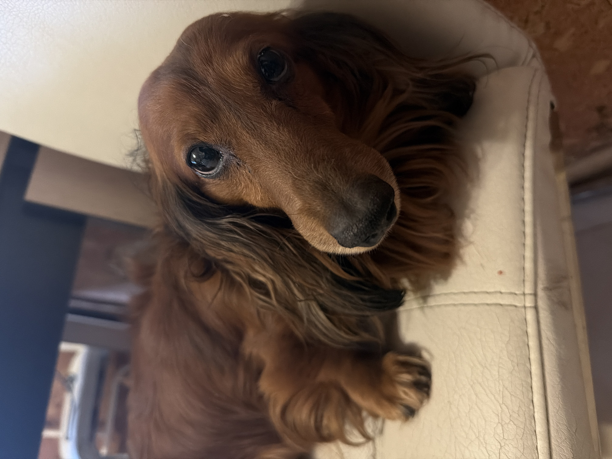 A close-up shot shows a long-haired dachshund lying on a white chair. The dog has brown fur with black highlights. The chair's back is visible behind the dog's head and body. The environment suggests an indoor setting. The city of Krasnoyarsk, Russia is not identifiable from the given information.