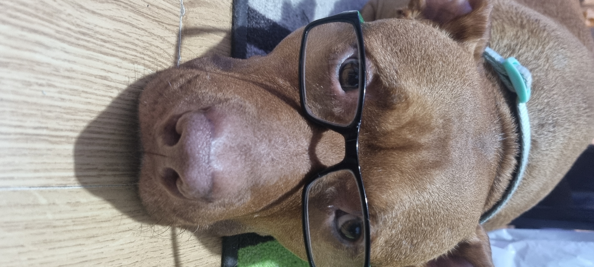 A close-up, high-angle shot captures the head of a light brown, short-haired dog lying indoors, with the scene set in Sofia, Bulgaria. The dog is positioned with its head tilted, and is humorously wearing a pair of black-framed glasses that rest over its eyes. Its large, textured, pinkish-brown nose is a prominent feature in the foreground. The dog's dark eyes are visible through the clear lenses of the glasses, and it appears calm, looking directly towards the camera. A light blue or teal collar is visible around its neck, complementing its fur color.
The dog is situated on a light-colored wooden floor, which features a distinct grain pattern and occupies the left side of the frame. A soft shadow of the dog's head is cast onto this wooden surface. To the right, and partially beneath the dog's body, a dark patterned rug or blanket is visible. The lighting is soft and consistent with an indoor setting. There is no visible text in the image.