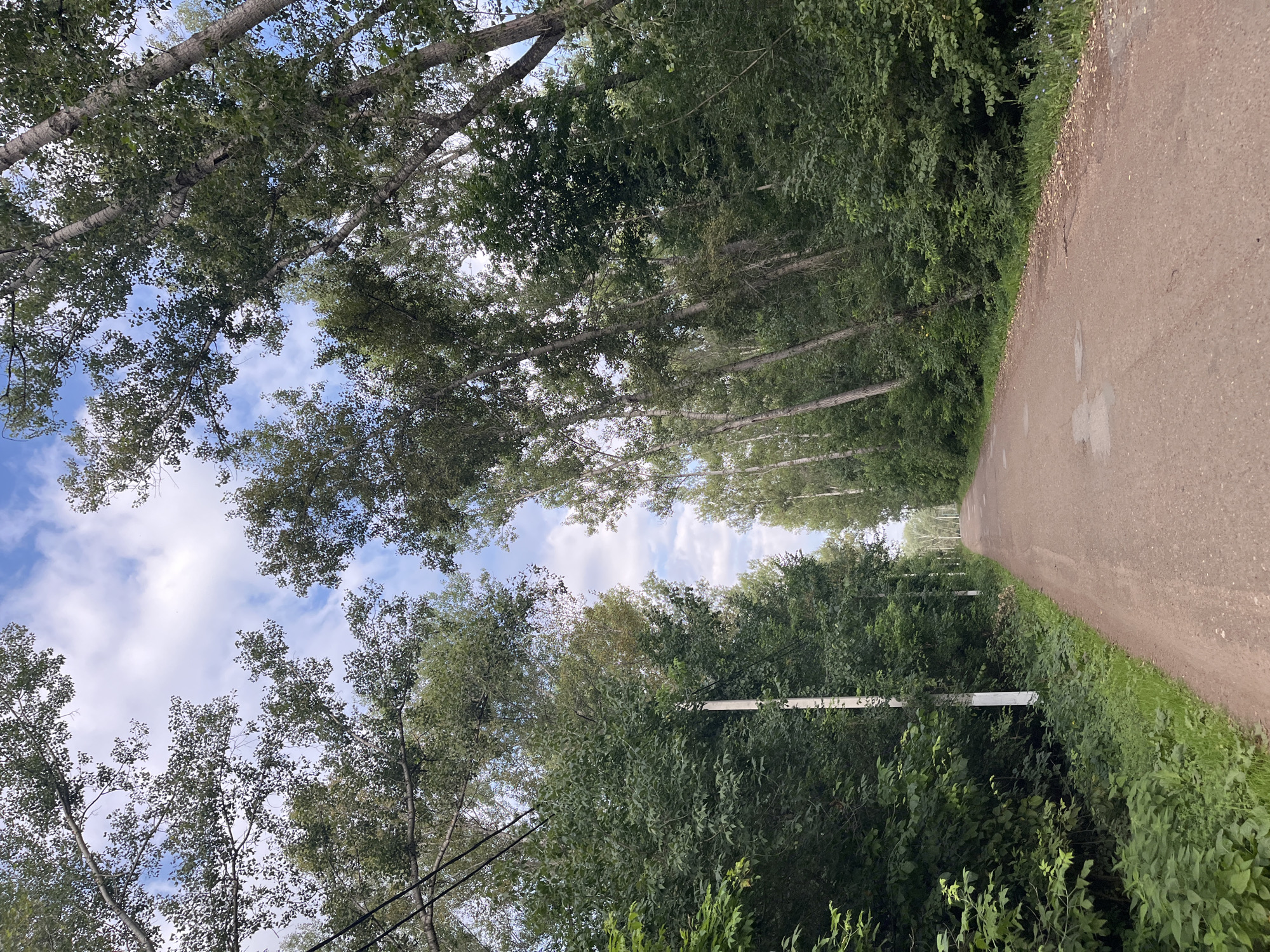 This is a vertical, eye-level, outdoor photograph of a dirt road lined with trees on both sides, leading into the distance. The road appears to be unpaved and has a few scattered puddles. On the left side of the road, there are dense green trees and bushes, with a white-painted pole visible among them. On the right side, tall, slender trees with light-colored bark are prominent, also forming a dense treeline. The sky above is a mix of blue with scattered white clouds. The overall impression is of a rural or semi-rural setting, possibly a park or a road within a wooded area. The presence of the white-painted poles might suggest utility infrastructure, but the image does not provide enough context to definitively place it within the city of Blagoveshchensk, Russia.