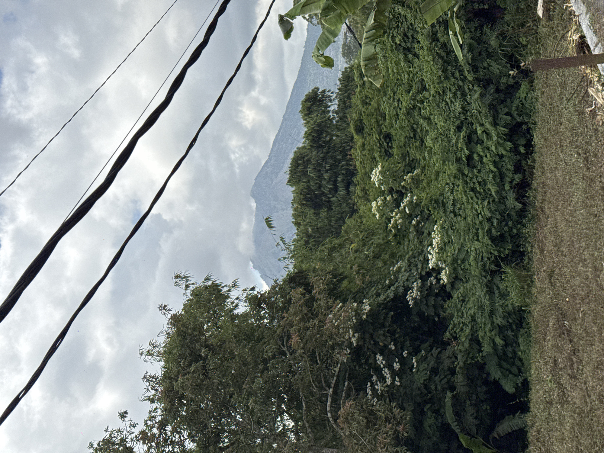 The image shows a cloudy day in Kintamani, Indonesia, with a mountain in the background. The foreground is dominated by lush green trees and foliage, with some white flowers scattered throughout. In the distance, the peak of a mountain is visible through the clouds. There are also power lines stretching across the top of the image. The overall scene is one of natural beauty and tranquility, with a hint of the power of nature suggested by the imposing mountain. The image appears to be taken from a slightly elevated position, looking out over a dense forest towards the distant mountain range. The sky is overcast, suggesting a possibility of rain or a continuation of cloudy weather. The vegetation is diverse, with large trees, smaller bushes, and the distinct, broad leaves of banana plants visible. The presence of power lines indicates a human settlement is likely nearby, though it is not directly depicted in the frame.