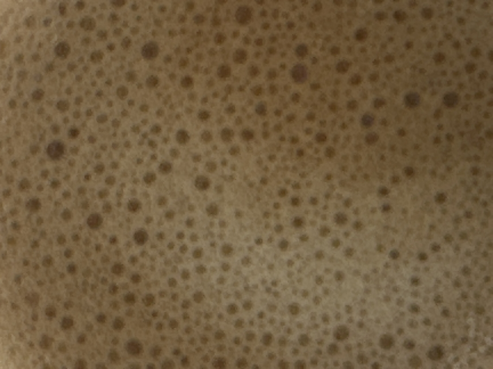 The image is a close-up, abstract view of a frothy, light brown liquid, likely coffee or a similar beverage. The surface is covered in a dense pattern of small, irregular bubbles, varying in size from pinpricks to larger, more rounded formations. The lighting highlights the texture of the foam, creating subtle shadows and highlights that give the bubbles a three-dimensional appearance. There are no discernible features of the city of Ubud, Indonesia, or any people or specific objects present in this extremely close-up, abstract shot of a beverage's foam.