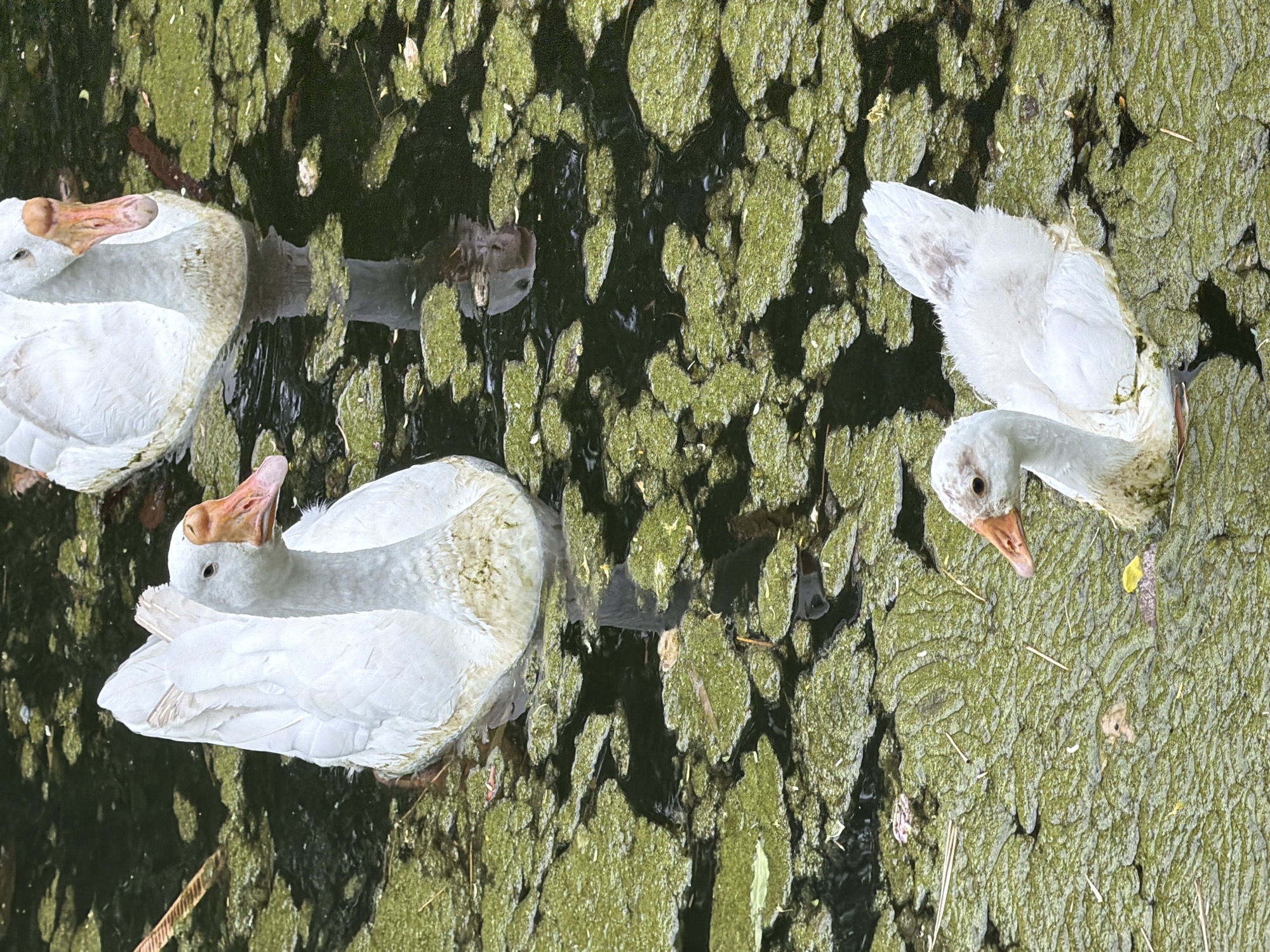 Three white geese are swimming in murky water covered with green algae. The geese are of varying sizes, suggesting at least one is a gosling. The water appears to be a pond or slow-moving body of water, possibly in a park. The image does not provide any visual cues to determine its location in New Delhi, India.