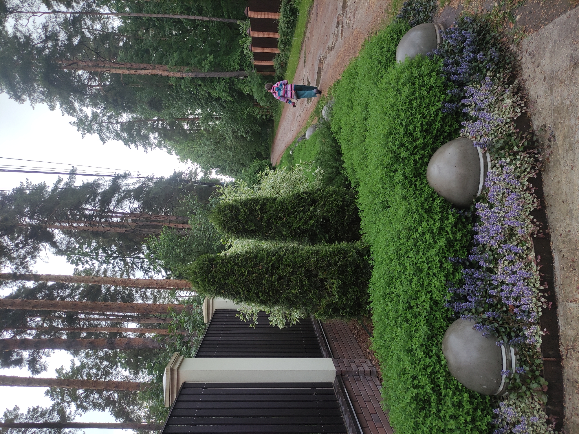 The image captures an outdoor scene. A paved path curves into the distance, where a person is walking. To the right of the path is a garden bed containing green shrubbery and plants with purple flowers. Spherical stone objects are interspersed within the garden bed. A fence runs along the left side of the path, transitioning to a gate or structure made of dark wood with white support beams. Tall pine trees line the left side, reaching high into the sky. The location is identified as Kratovo, Russia.