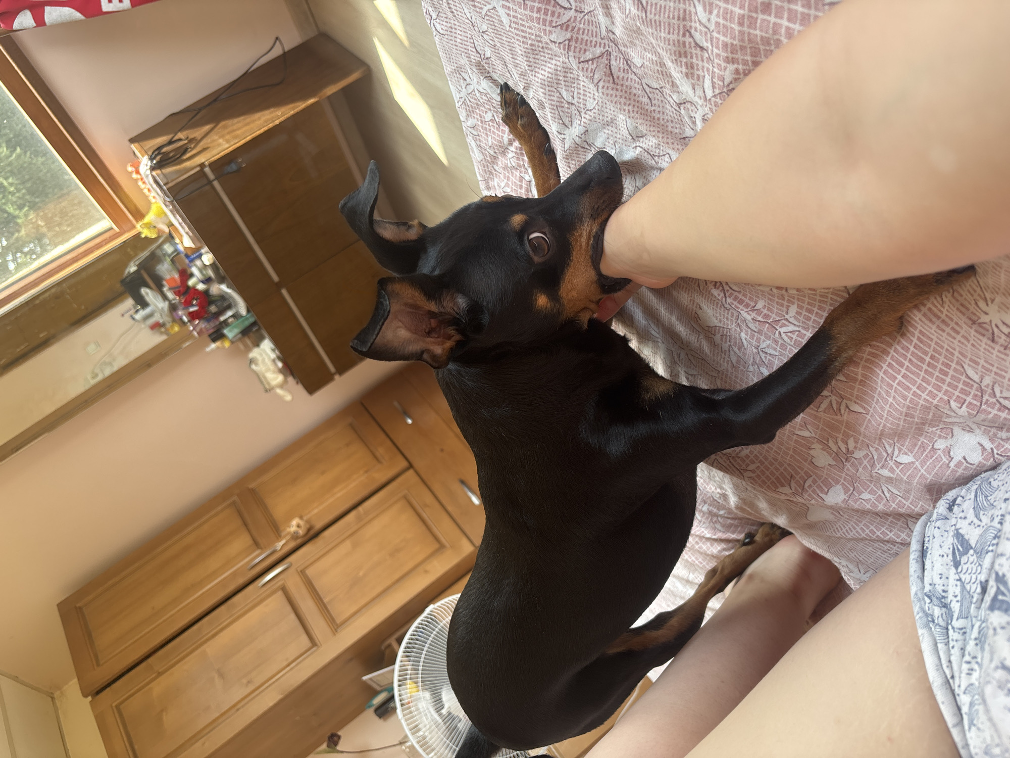 A black and tan miniature pinscher dog is lying on a bed and gently biting the forearm of a person. The dog's head is turned towards the viewer, with its mouth on the person's arm. The person's legs are visible in the foreground, and they are wearing patterned shorts. In the background, there is a wooden wardrobe and a dresser with items on top. A fan is also visible to the left of the frame. The scene appears to be indoors, likely in a bedroom.