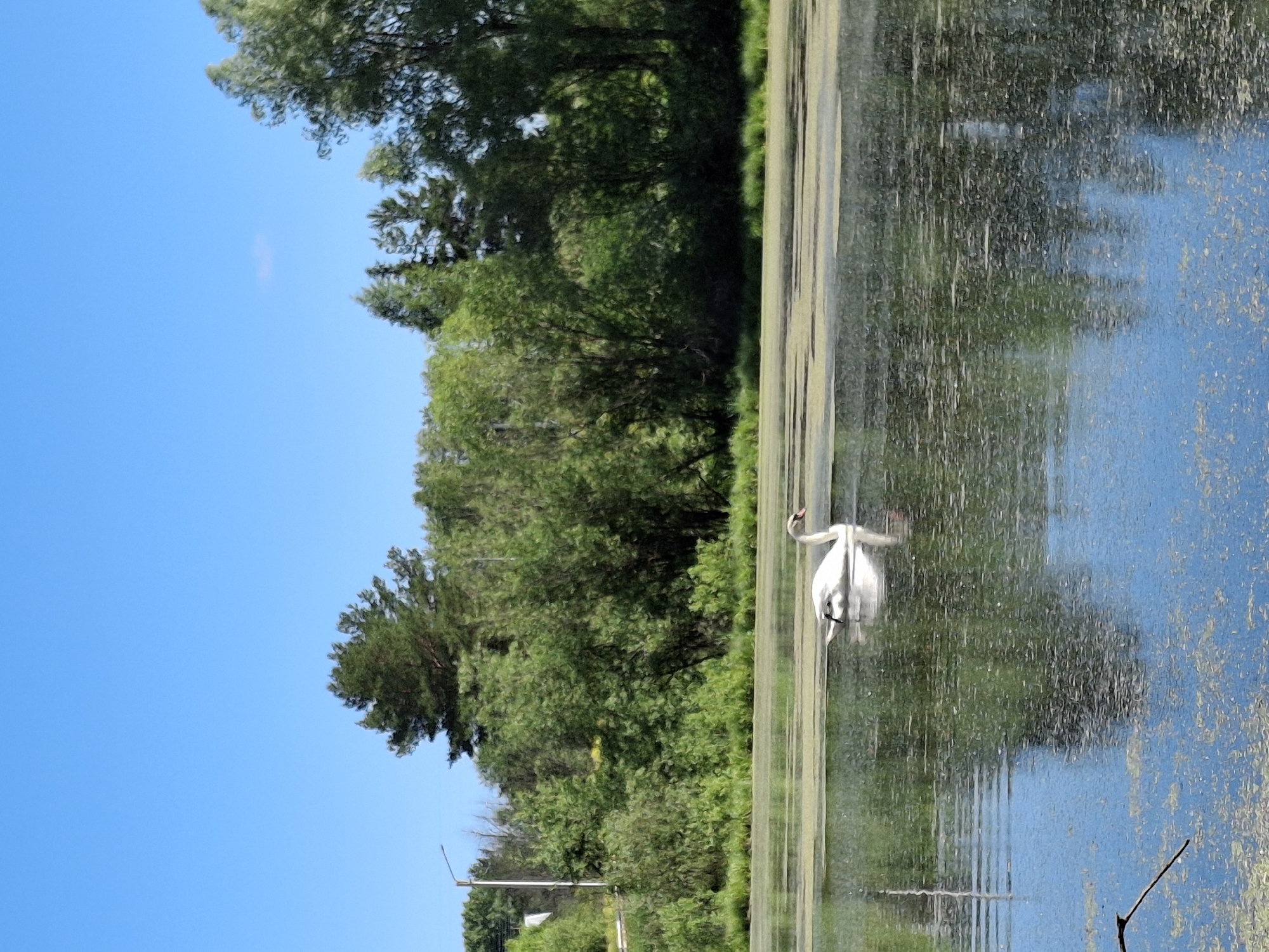 A white swan swims on a body of water covered in green algae. Trees line the background of the image, with a bright blue sky above. The scene appears to be a natural setting, possibly a pond or lake, in or near the city of Malyi Bukor, Russia. There are no people visible in the image.