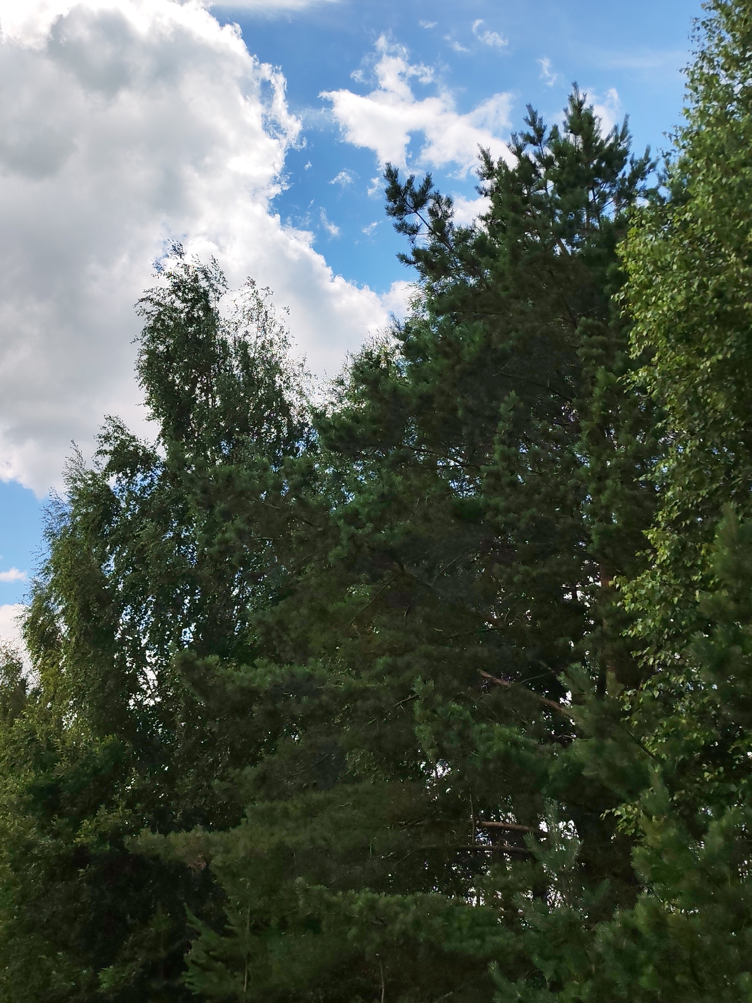 The image depicts a view looking upwards towards a cloudy sky through the tops of several trees. The trees are primarily evergreen, with the distinct needle-like foliage of pine trees visible in the foreground and midground. To the left, there are some deciduous trees with lighter green leaves, possibly birch, which appear to be swaying in the wind. The sky is a vibrant blue with large, fluffy white clouds scattered across it, suggesting fair weather. The lighting indicates it is daytime, likely mid-morning or afternoon, with the sun filtering through the gaps in the clouds and foliage, creating dappled light. No people or objects are clearly visible in the frame, focusing solely on the natural scene. The location context of Neftekamsk, Russia, suggests a temperate climate and a natural setting with a mix of coniferous and deciduous forestation. There is no visible text in the image.