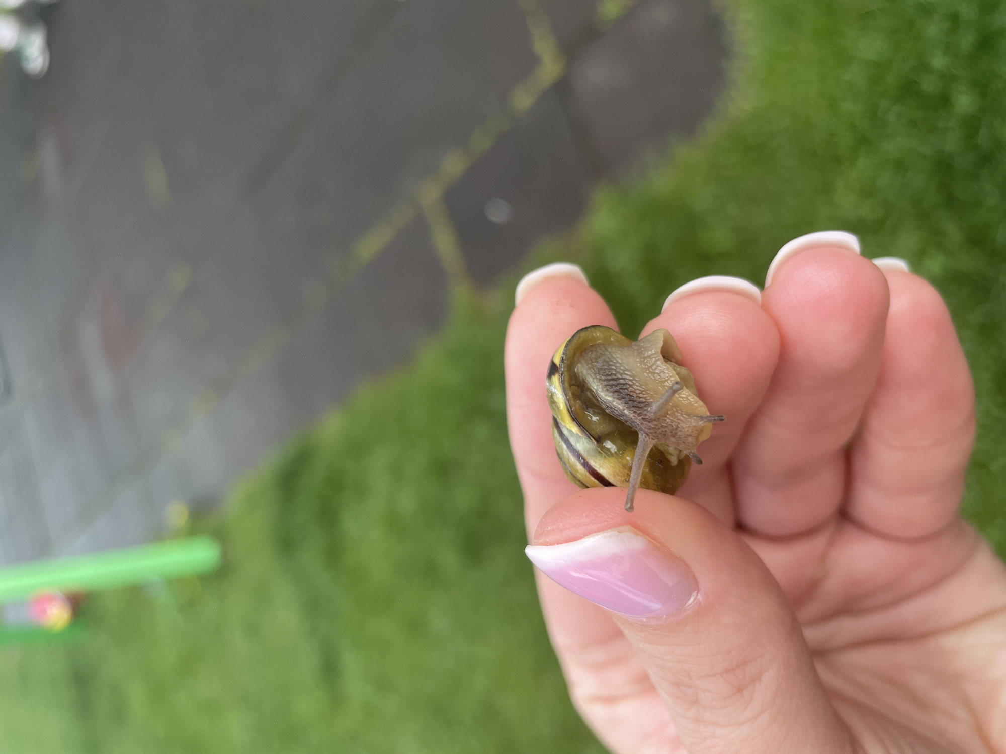A close-up shot shows a person holding a snail on their fingertips, with the focus primarily on the snail and the person's hand. The background includes a blurred view of what appears to be a grassy area interspersed with dark paving stones. The snail is a yellowish-brown color with a coiled shell. The person's hand is fair-skinned, and their nails are manicured with a pink and white French tip design. In the lower left corner of the image, there's a blurred green and pink object which is possibly a toy. The location is Unknown, Unknown.