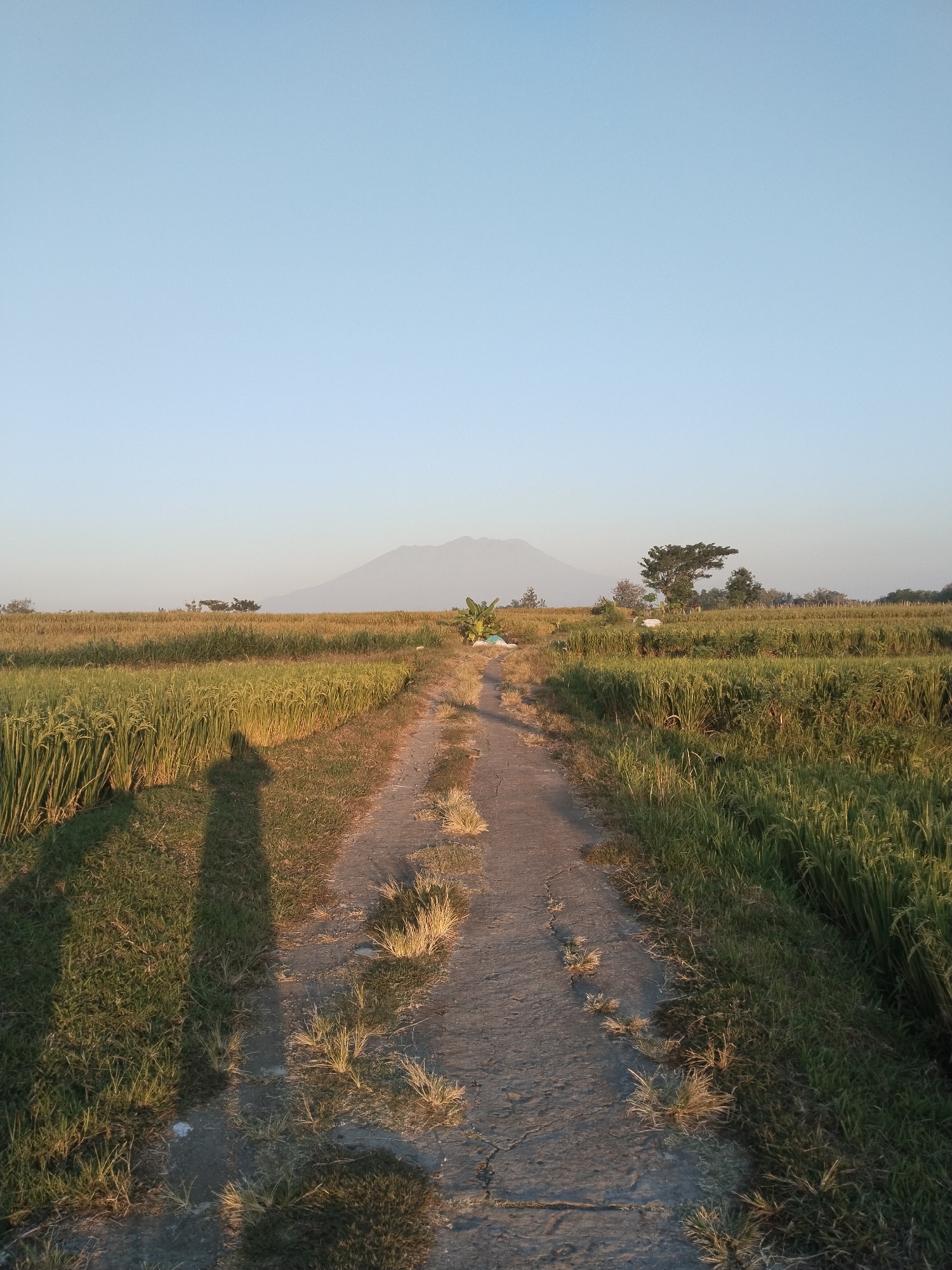 The image displays a rural landscape, location Unknown, Unknown. An unpaved, cracked path, sparsely covered with dry grass, extends from the foreground into the middle distance. Lush green rice fields, showing some golden hues indicating nearing maturity, flank both sides of the path. Several trees are visible in the mid-ground, including what appears to be a banana plant on the right side of the path. In the far background, a hazy, indistinct mountain range is silhouetted against a clear, pale blue sky. The sun is low, casting long shadows; a distinct human shadow, indicative of the photographer, is cast across the left side of the path and into the adjacent rice field in the foreground. The lighting suggests either early morning or late afternoon.